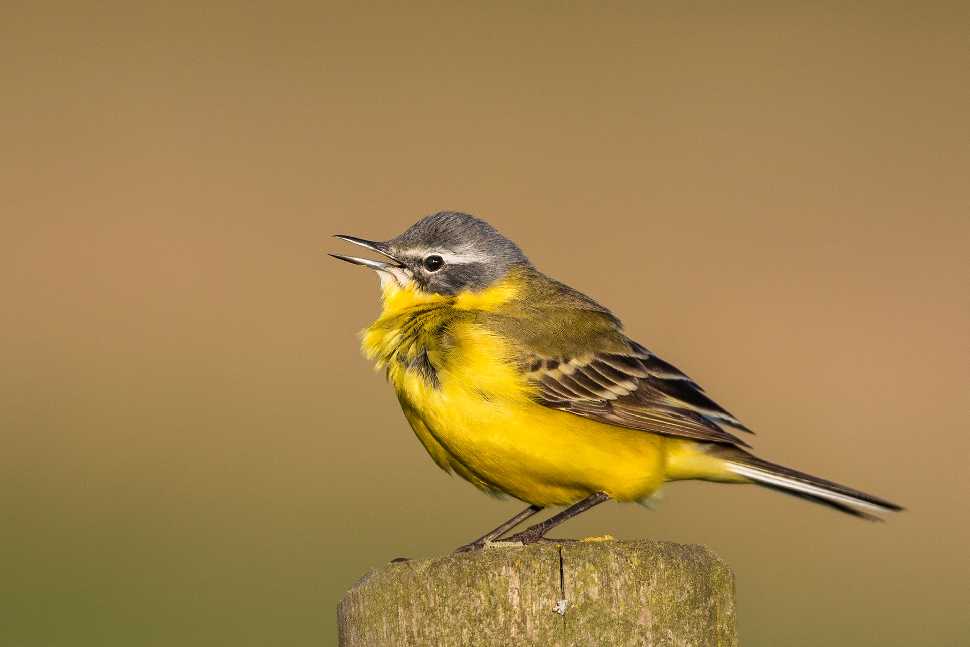 Gulärla / Yellow Wagtail, Vombs ängar 2017