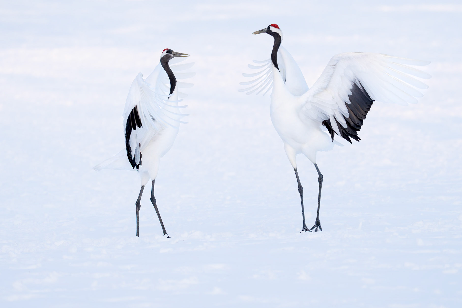 Japansk trana / Red-crowned Crane, Kushiro, Japan 2025