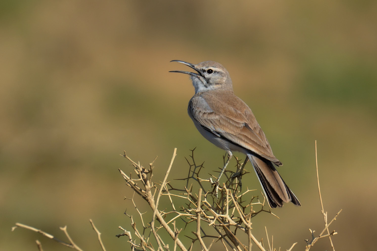 Greater Hoopoe-Lark / Härfågellärka, Haroun Morocco 2024
