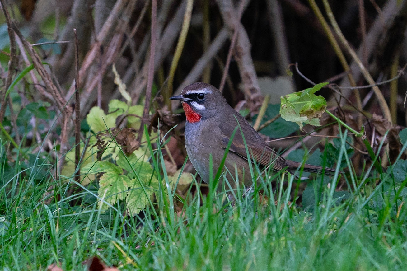 Rubinnäktergal / Siberian Rubythroat, Vargön 2021