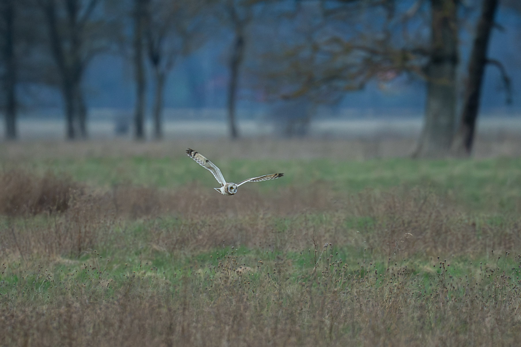 Short-eared Owl / Jorduggla, Revingehed 2026