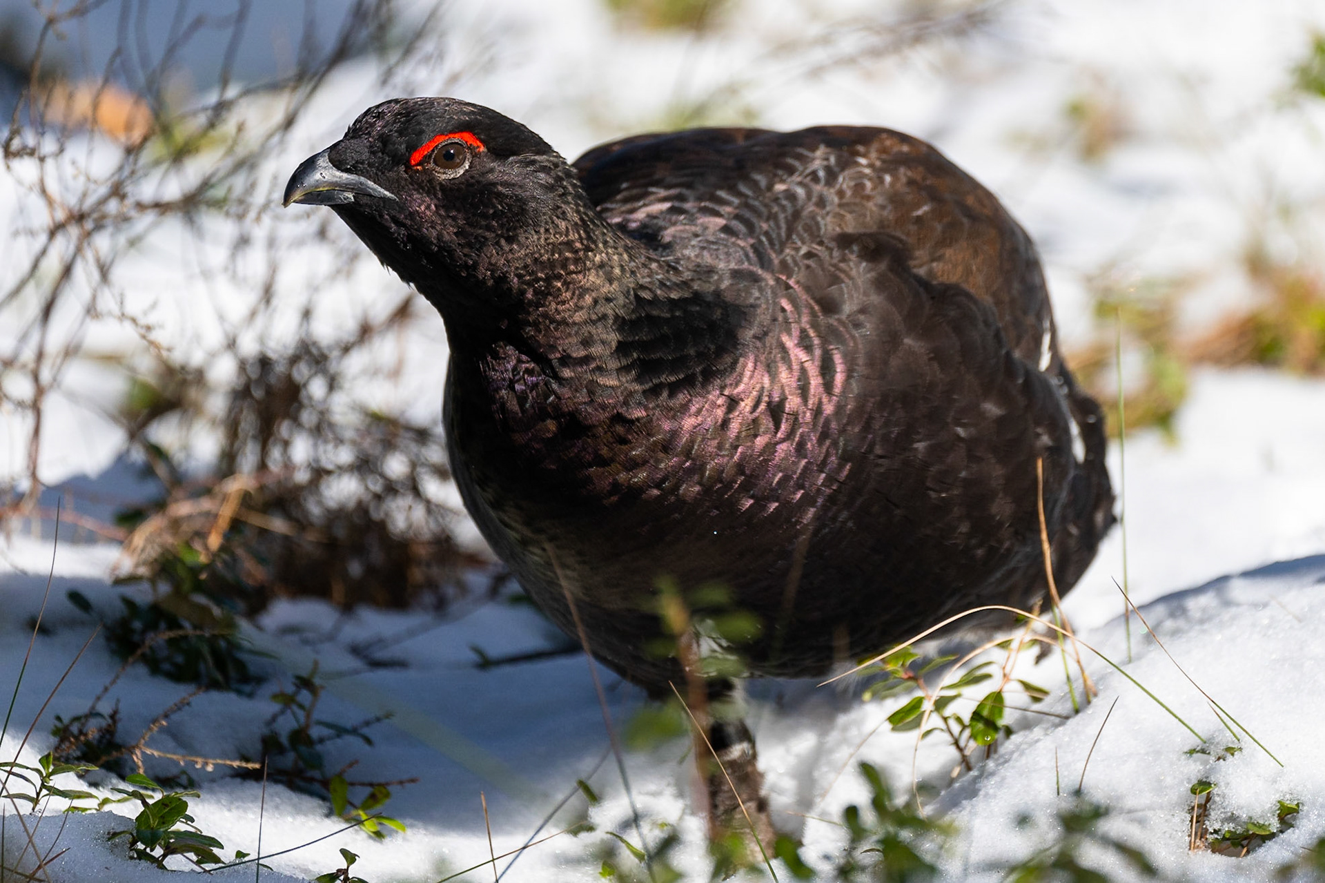 Rackelhane / Rackelhahn, Traneröds mosse 2023