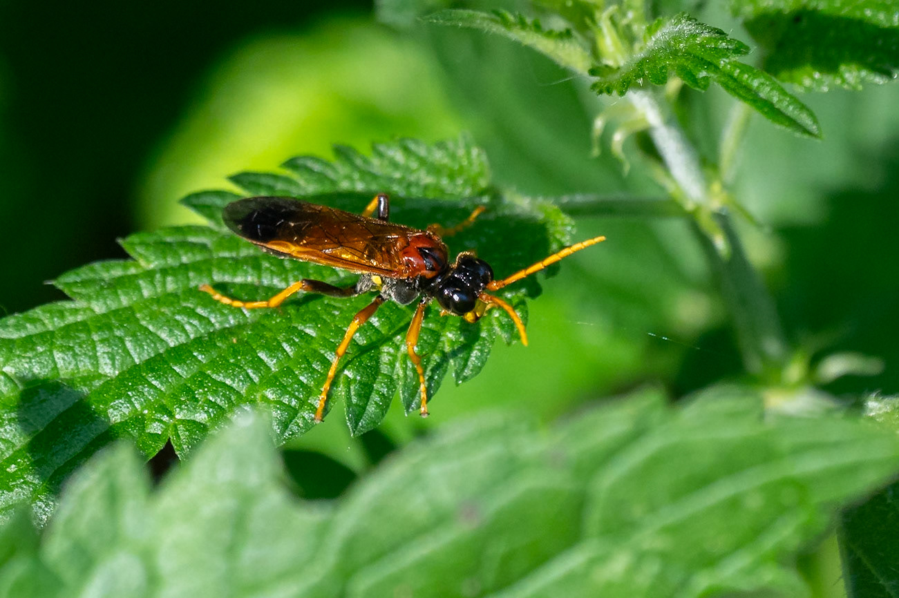 Tenthredo campestris, Vallkärra 2024