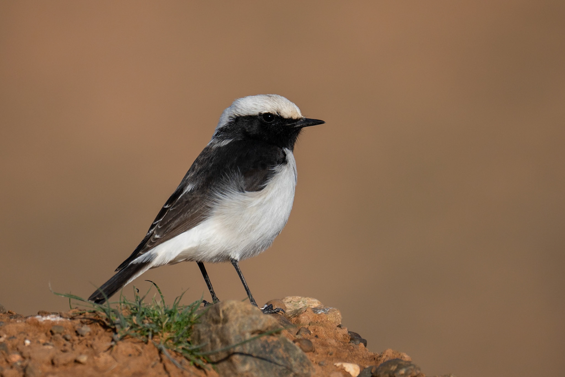Maghreb Wheatear / Maghrebstenskvätta, Draa-Tafilalet Morocco 2024