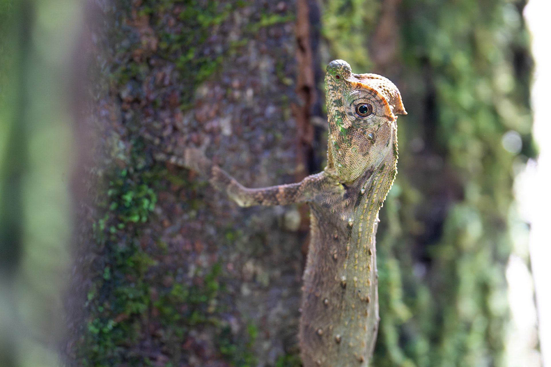 Lyre Head Lizard , Sinhiraja, Sri Lanka 2025