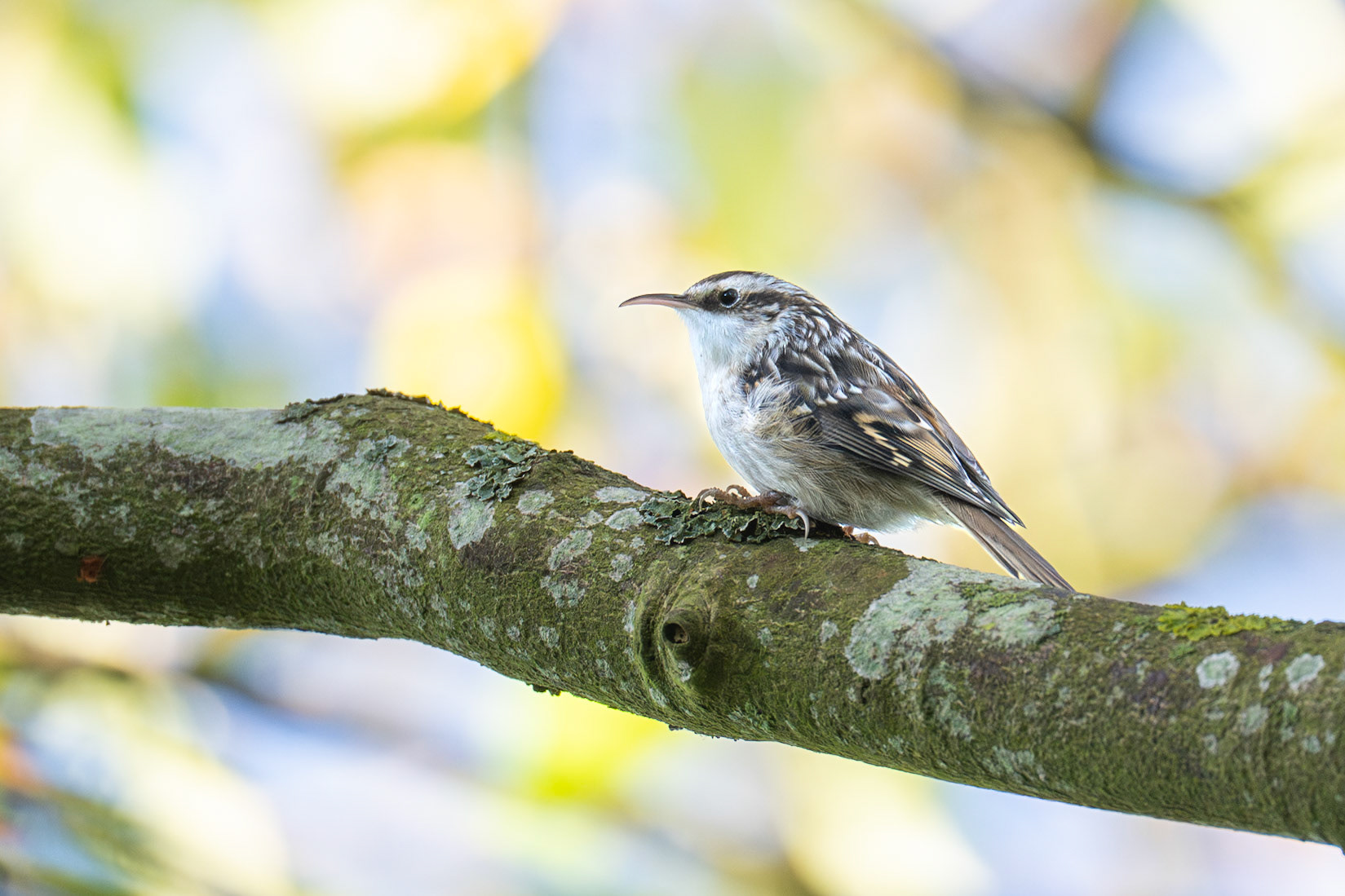 Trädgårdsträdkrypare / Short-toed Treecreeper, Örtofta slott 2025