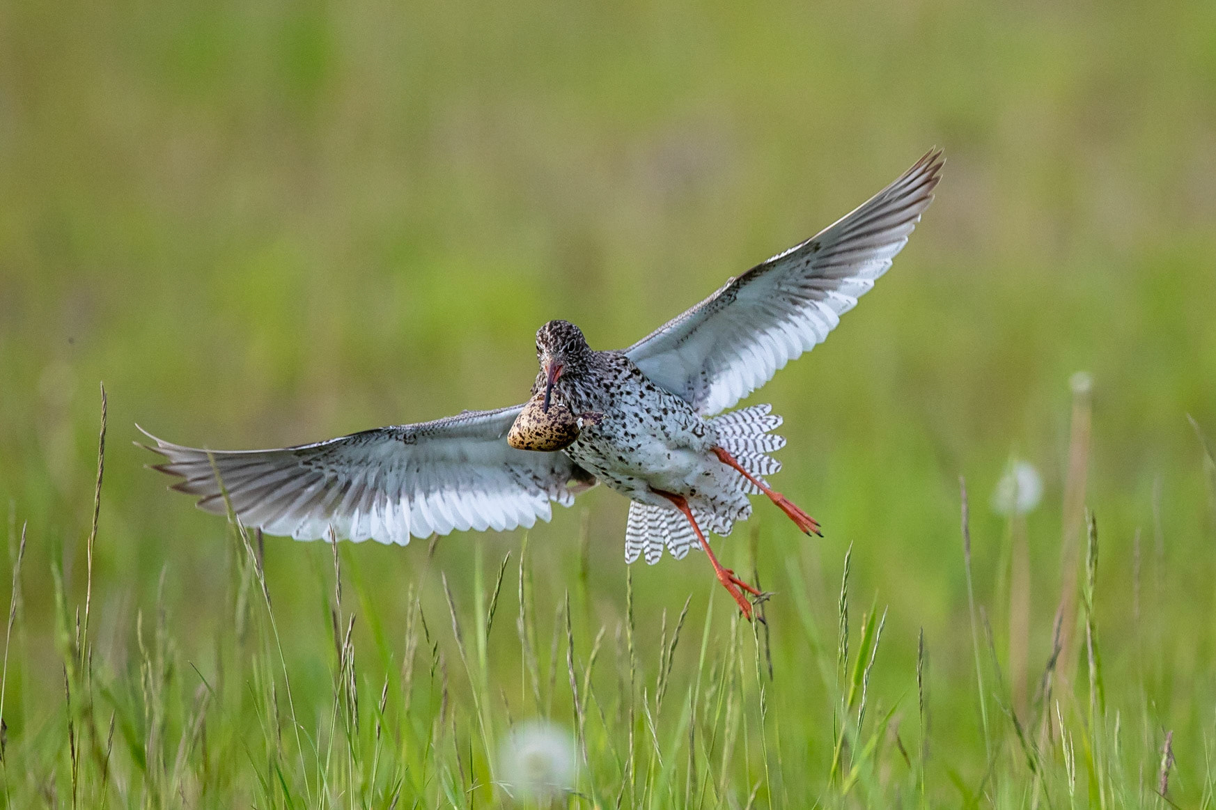 Rödbena / Common Redshank, Stångby våtmark 2018
