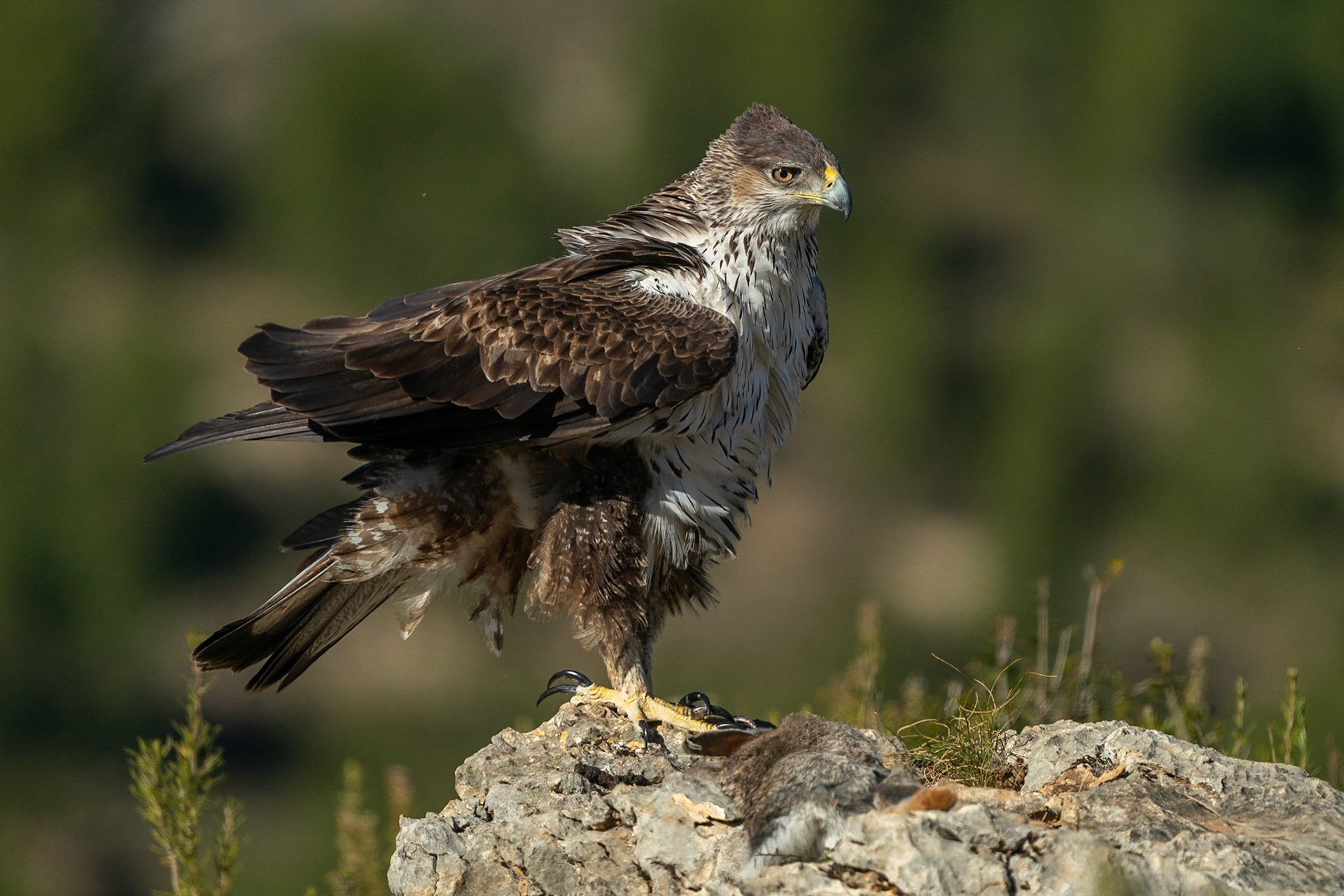 Hökörn / Bonelli's Eagle, Losa del Obispo, Spanien 2022