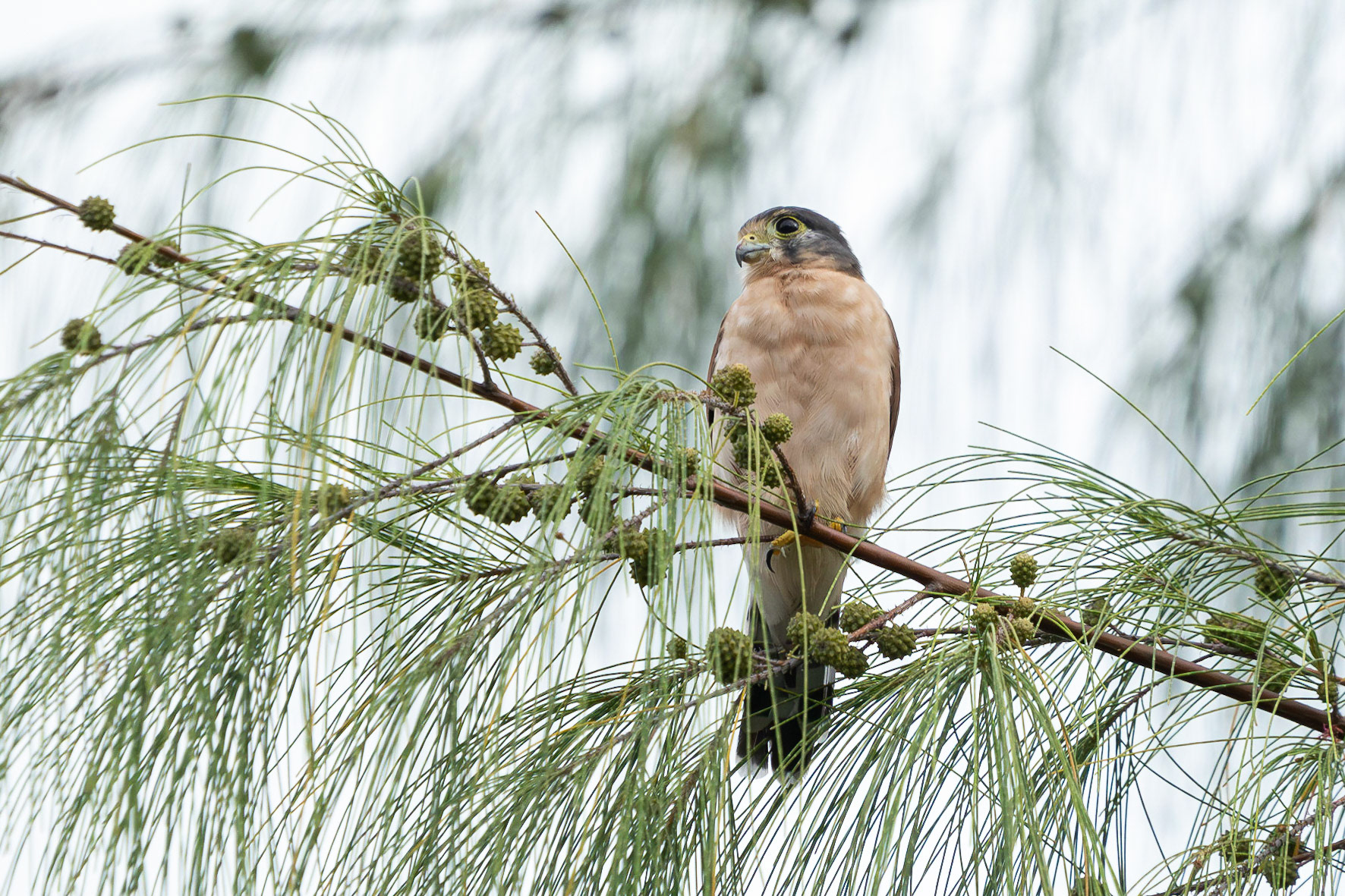 Seychellfalk / Seychelles Kestrel, Providence, Mahé Seychelles 2023