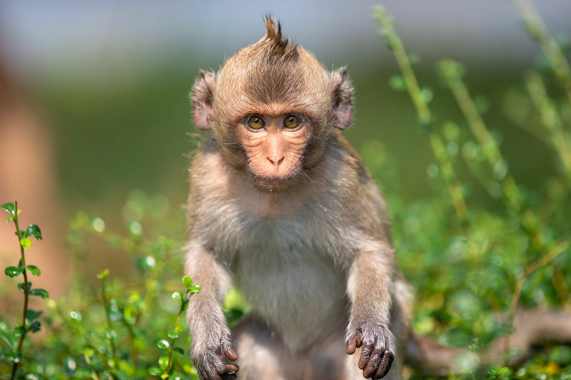 Krabbmakak / Long-tailed Macaque, Tham Khao, Thailand 2018