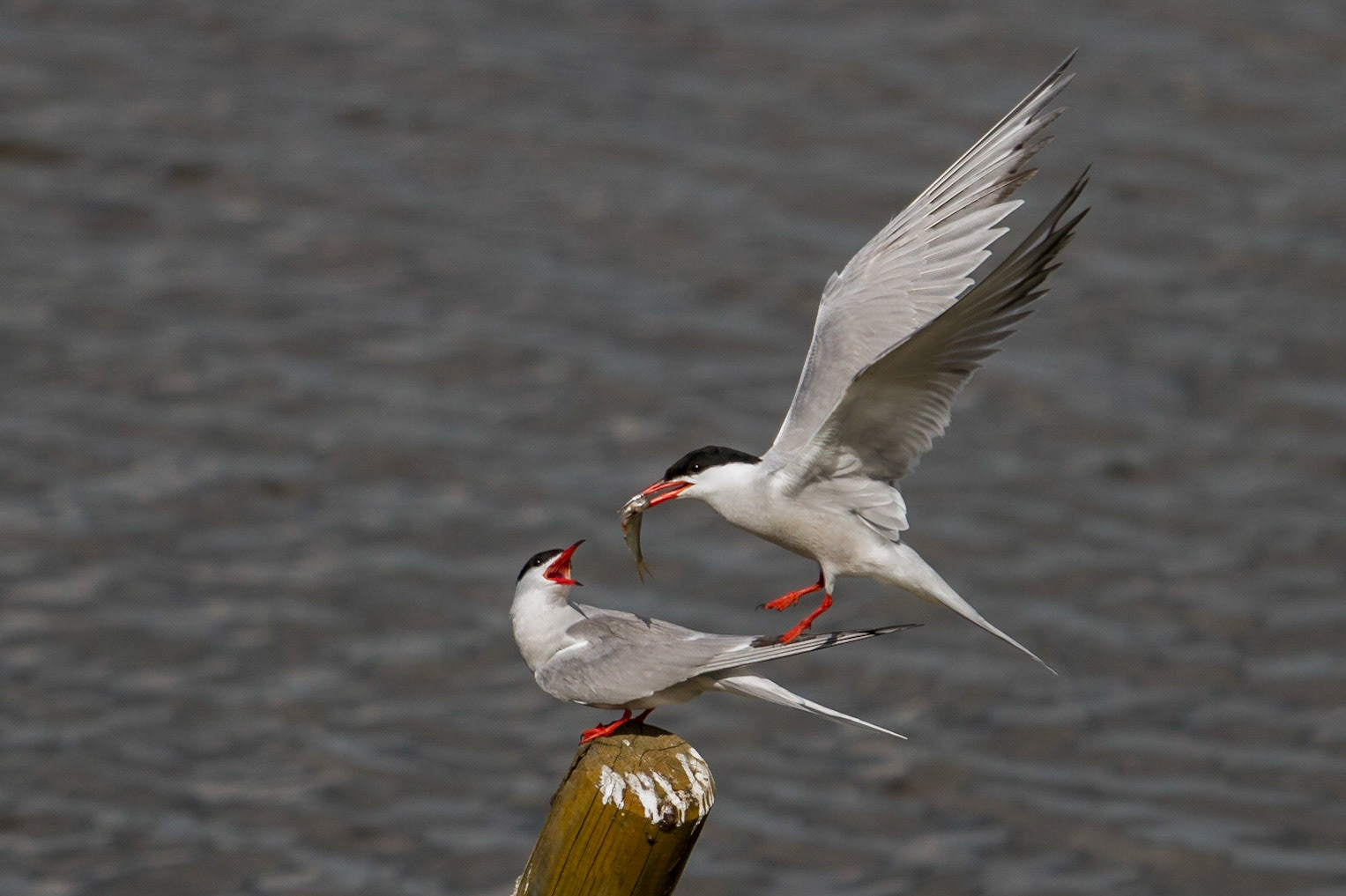 Fisktärna / Common Tern, Krankesjön 2014