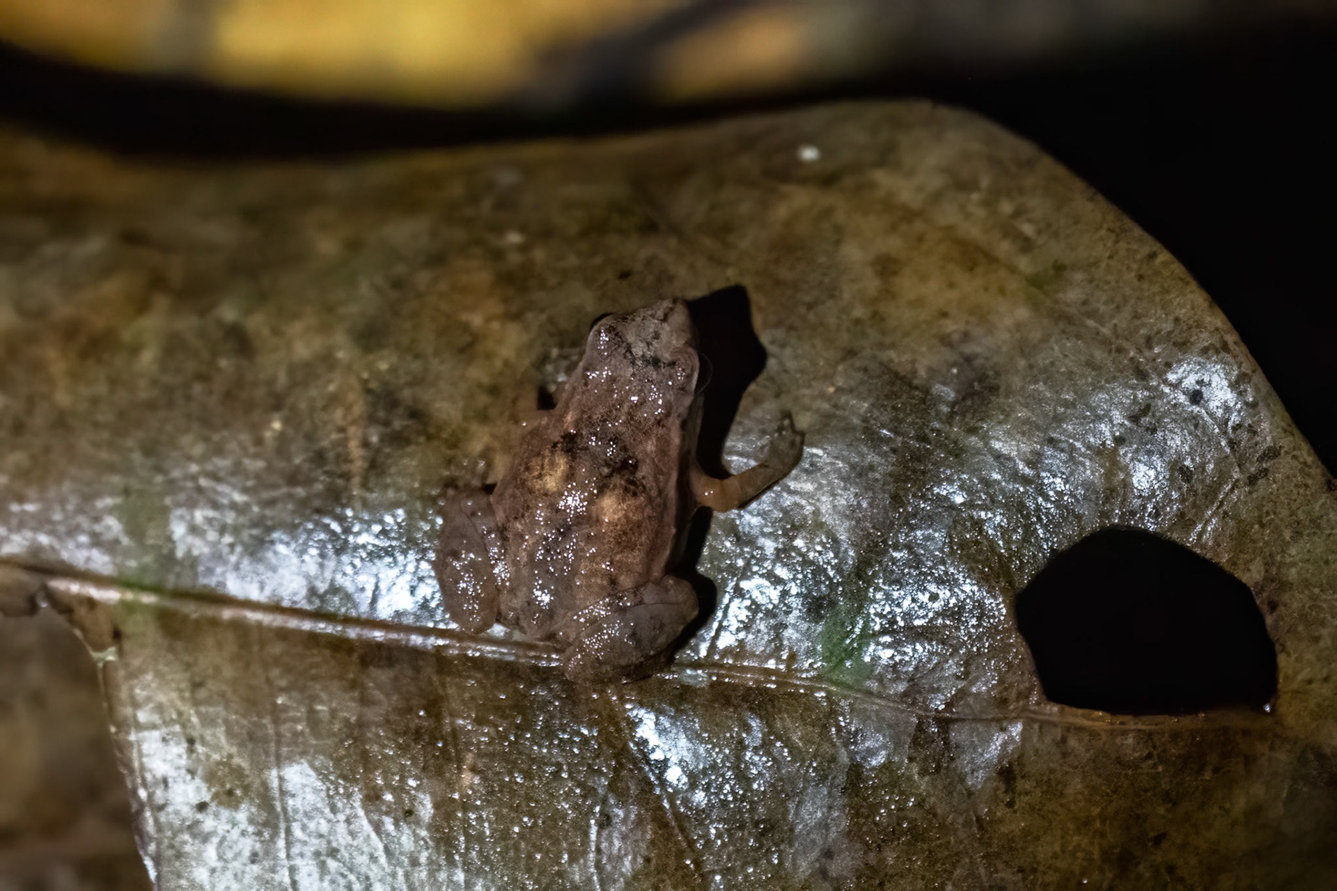 Gardiner's Seychelles Frog, Sans Souci, Mahé Seychelles 2023