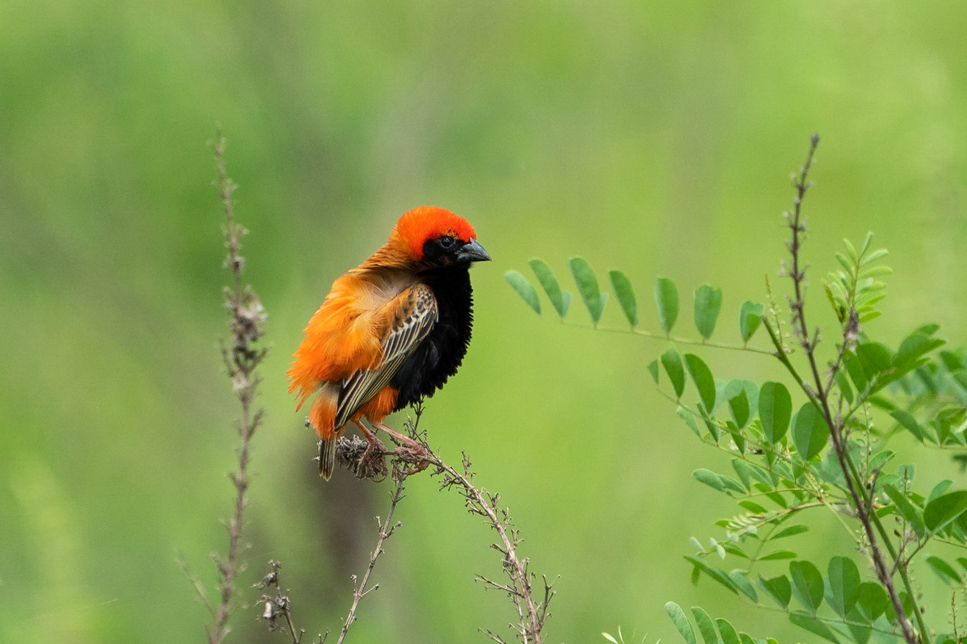 Svartpannad eldvävare / Northern Red Bishop, Jilore Swamp  Kenya 2022