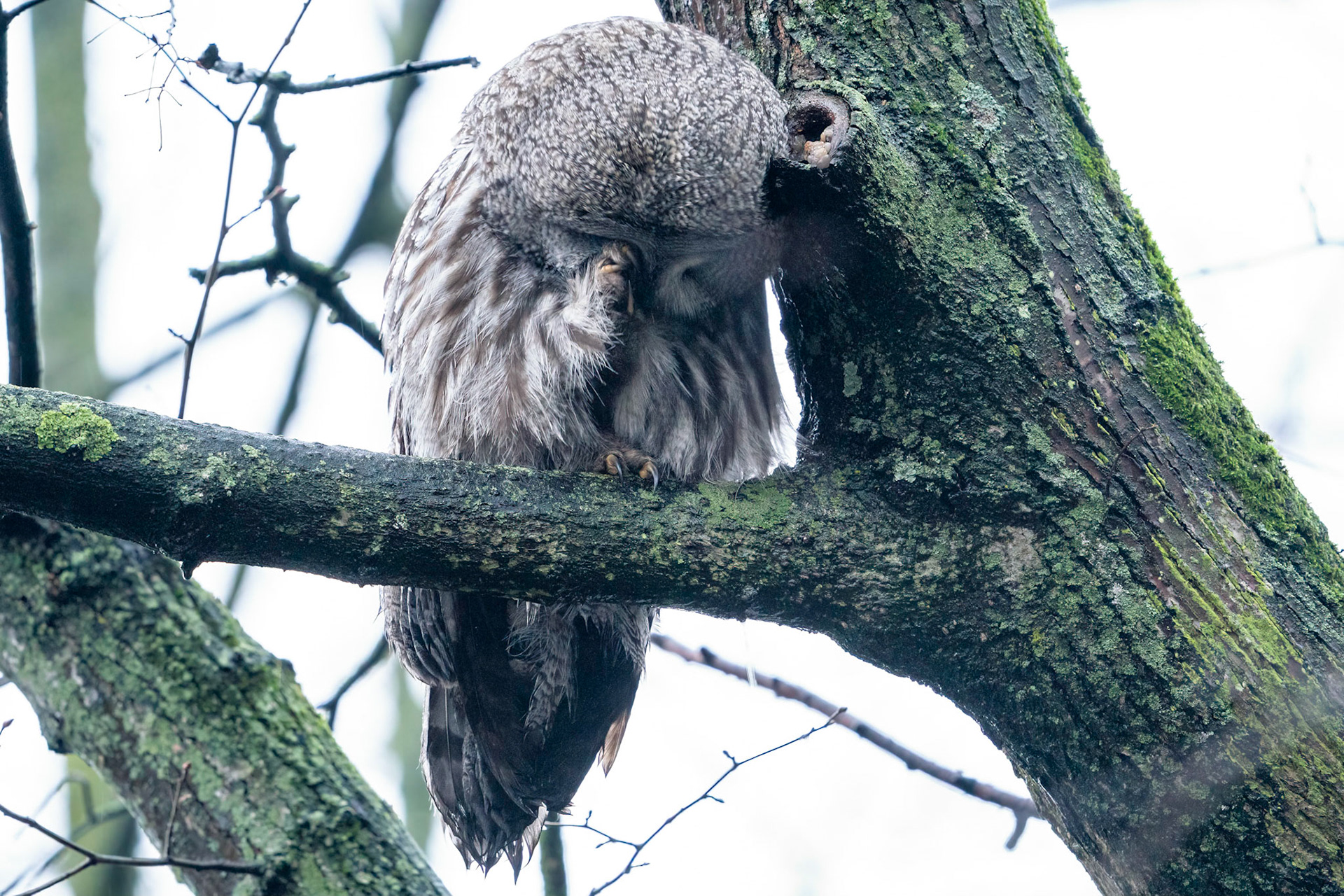 Lappuggla / Great Grey Owl, Malmö 2021