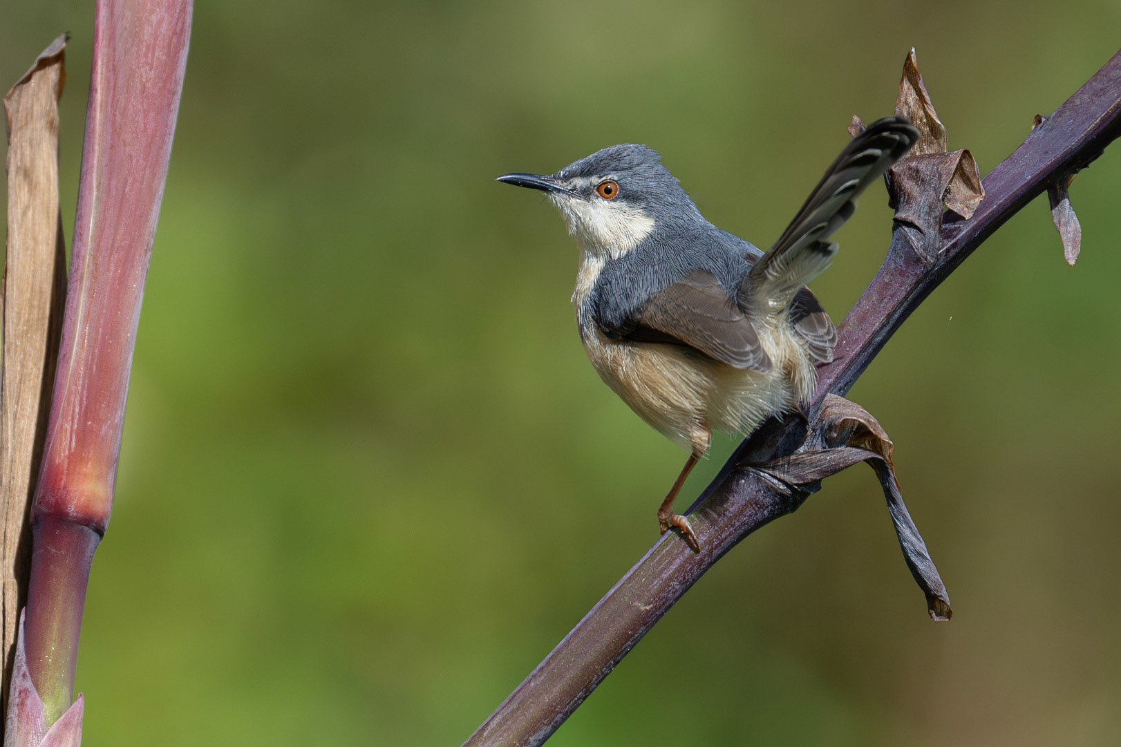 Ashy Prinia / Askprinia, Nuwara Eliya, Sri Lanka 2025