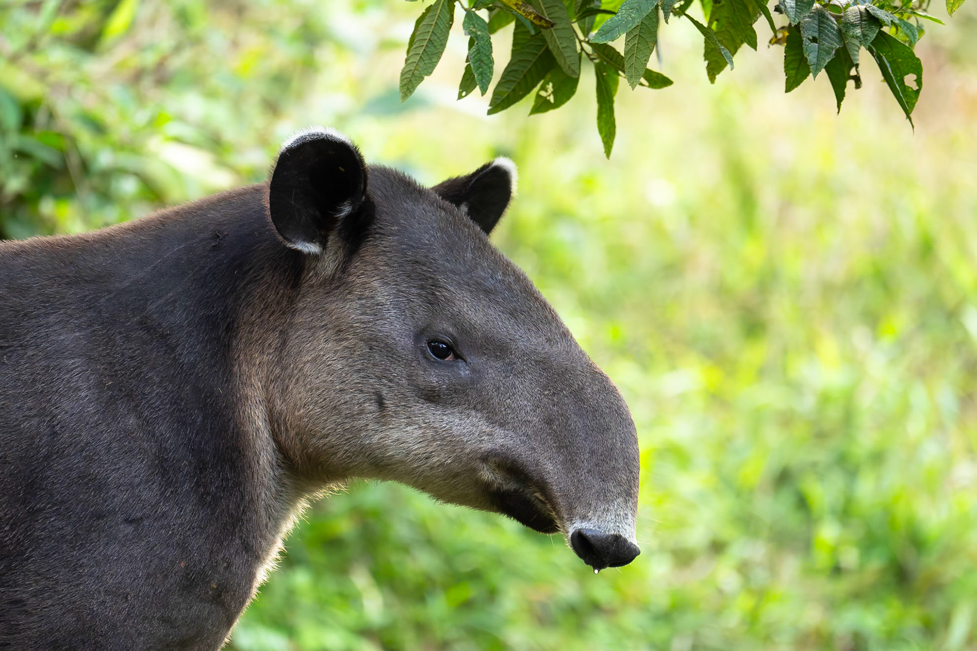 Central American Tapir / Central American Tapir, Tapir Valley, Costa Rica 2024