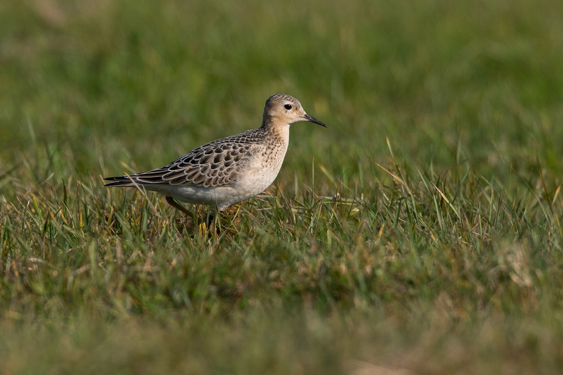 Prärielöpare / Buff-breasted Sandpiper, Ottenby Öland 2017