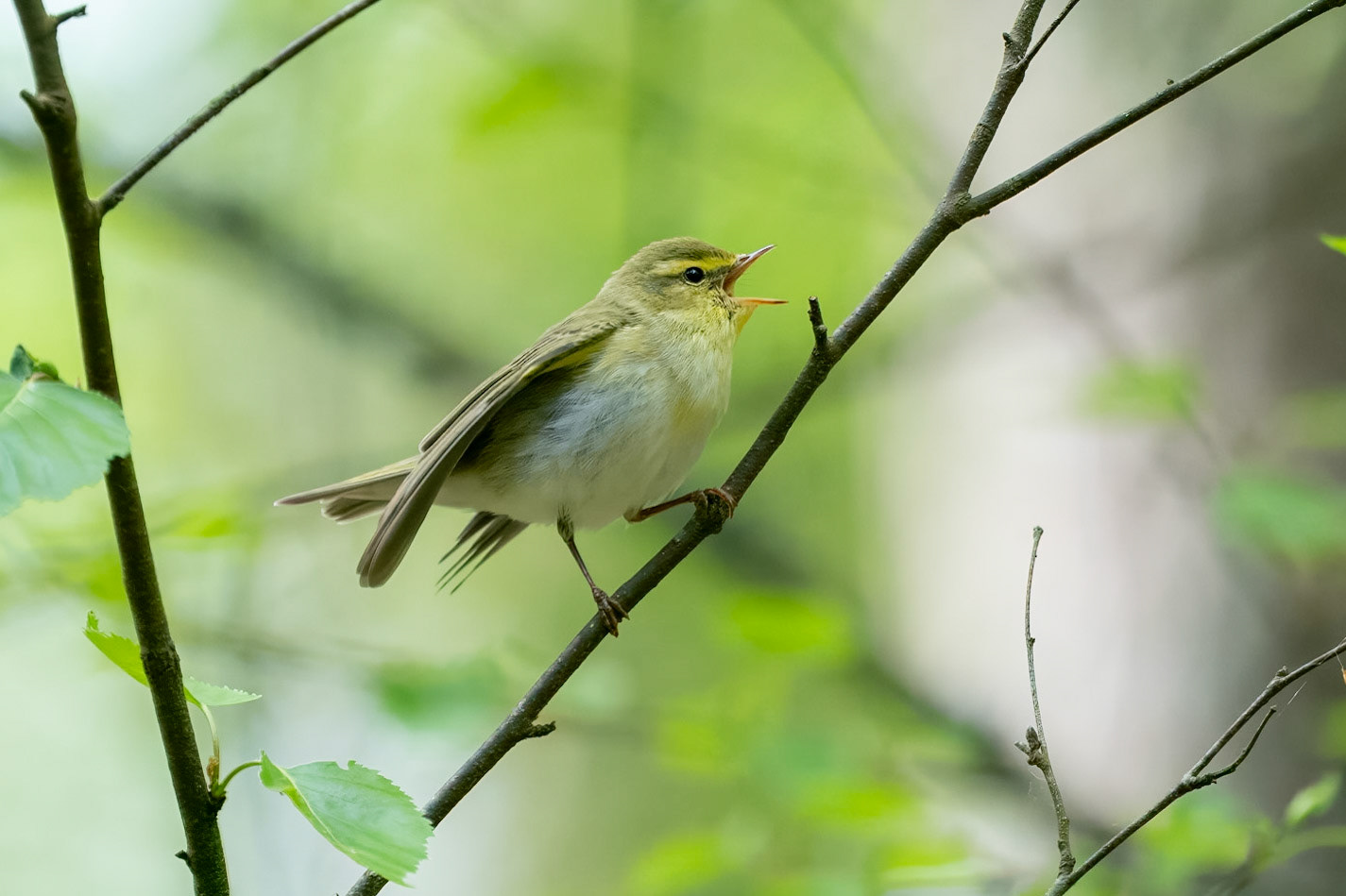 Grönsångare / Wood Warbler, Vombs fure 2023