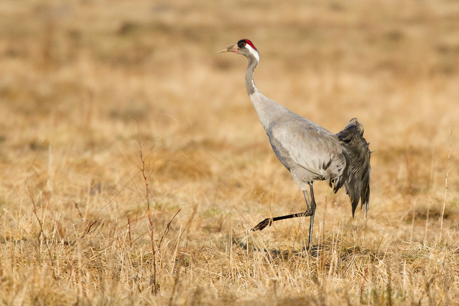 Trana / Common Crane, Vombs ängar 2011
