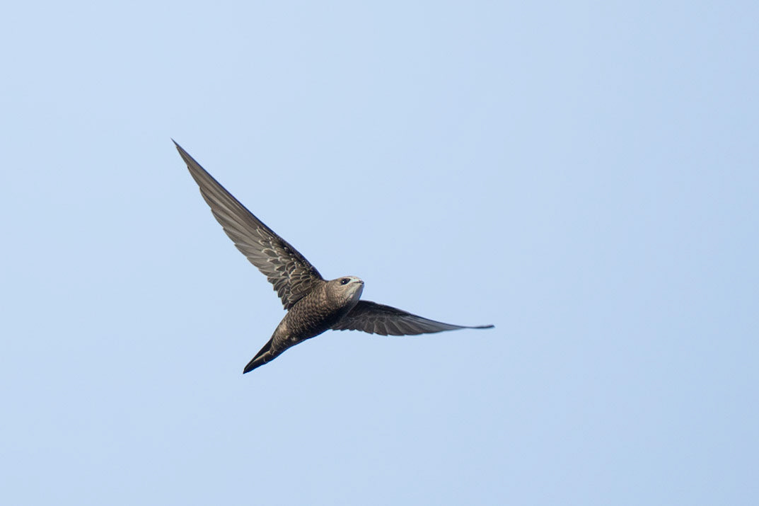 Blek tornseglare / Pallid Swift, Simrishamn 2025