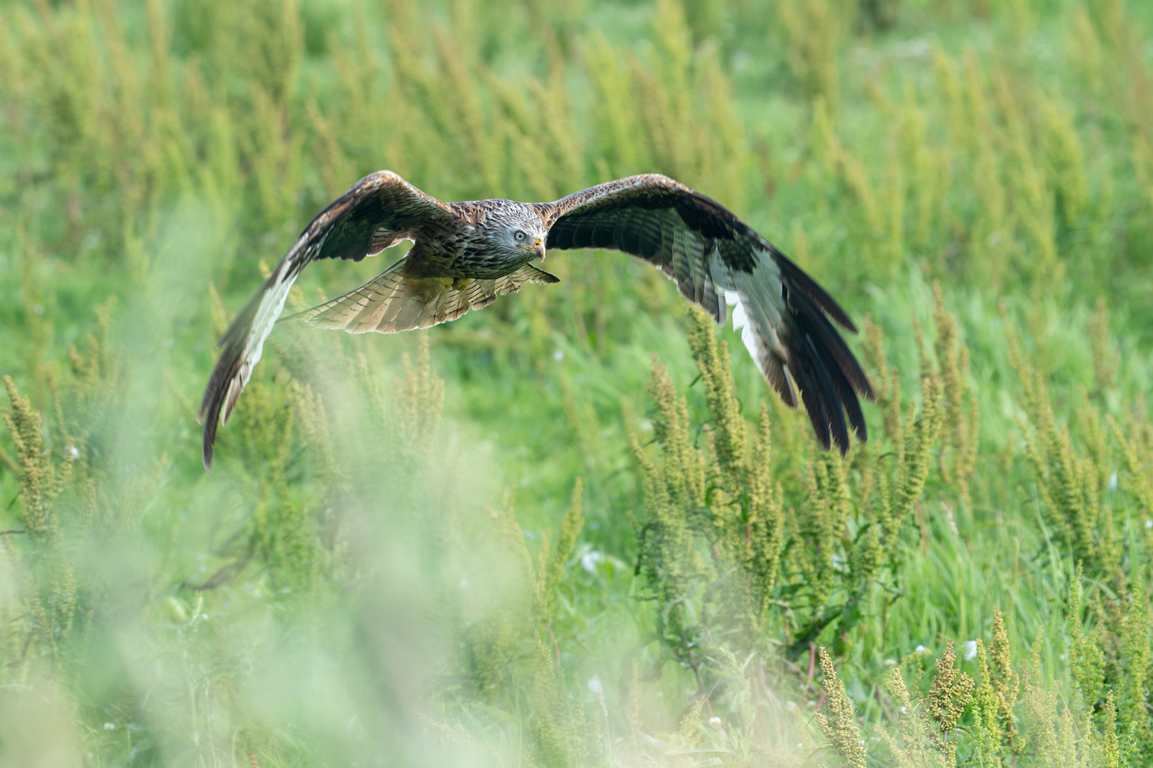 Red Kite / Röd glada, Klingavälsåns utlopp 2026