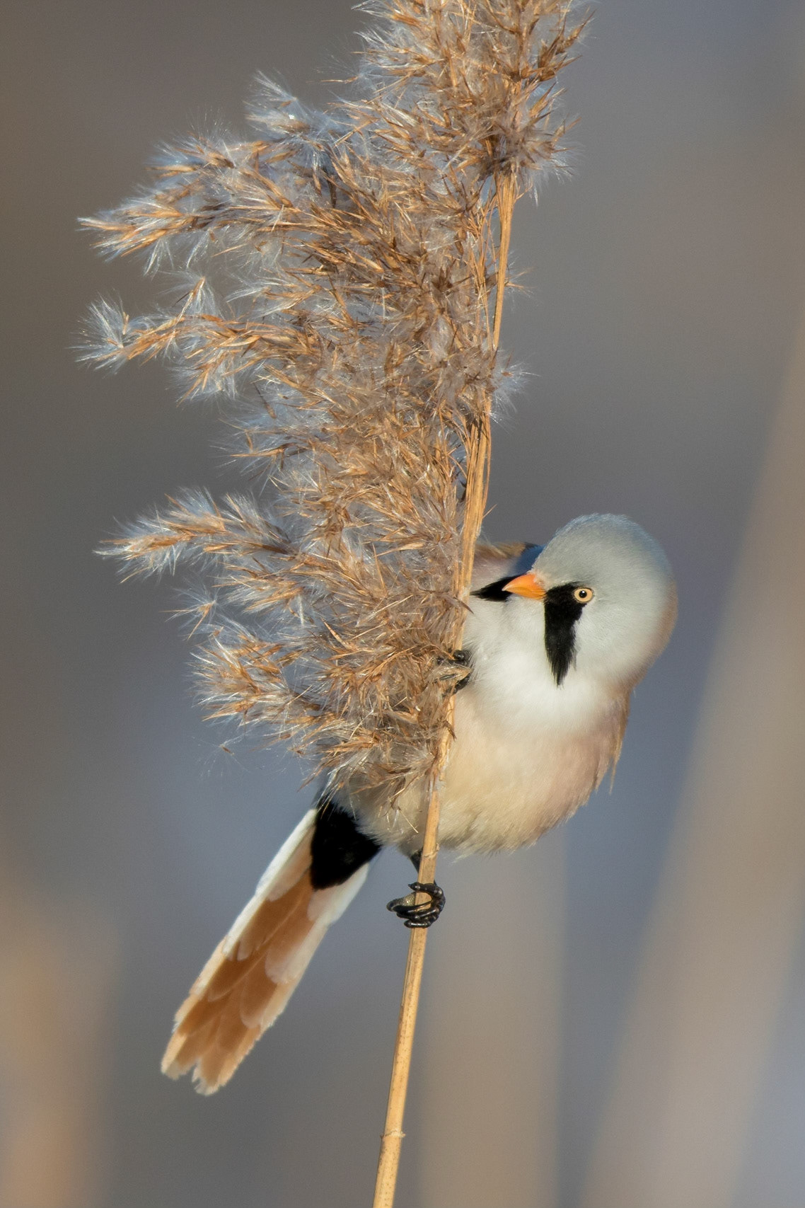 Skäggmes / Bearded Reedling, Lödde å mynning 2016