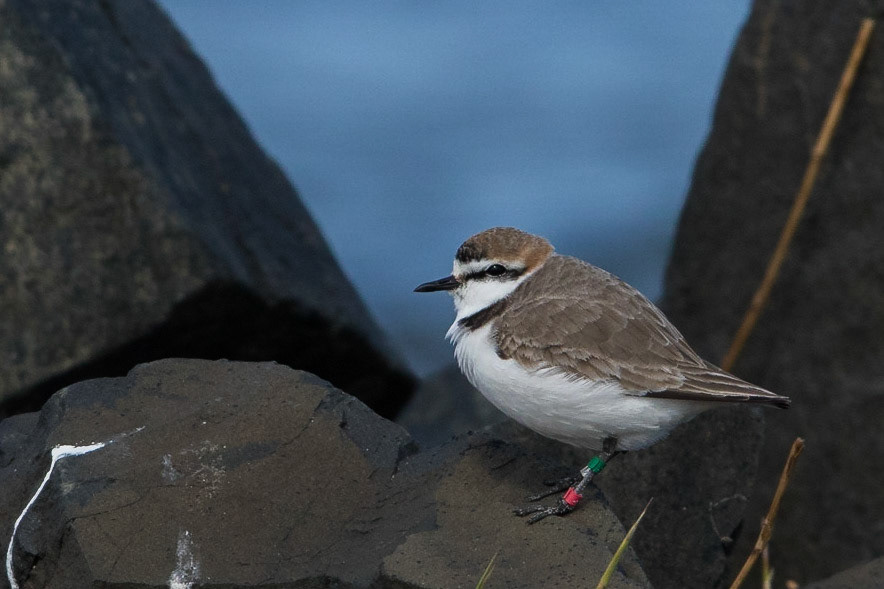 Svartbent strandpipare / Kentish Plover, Lomma 2015
