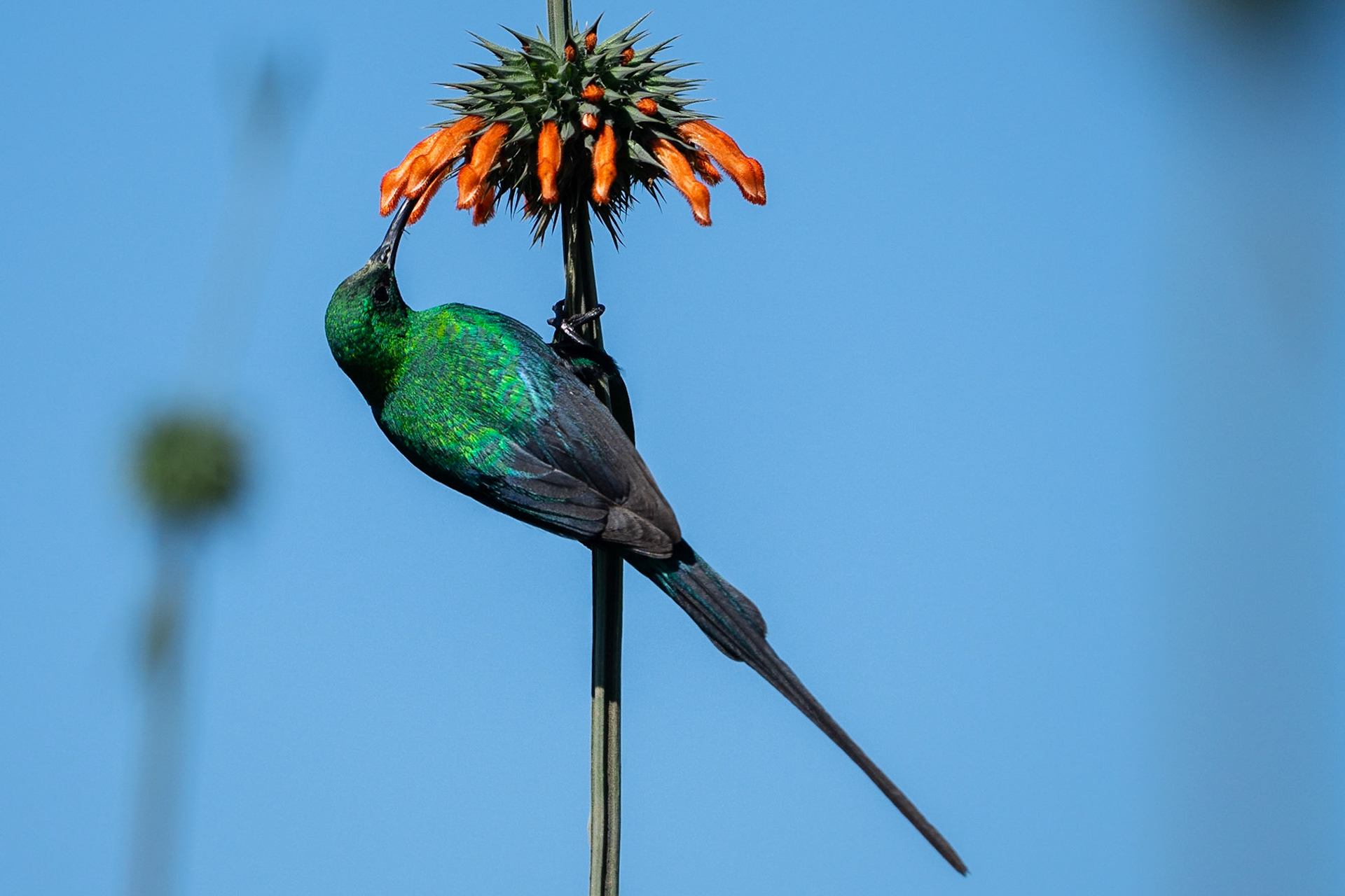 Malakitsolfågel / Malachite Sunbird, Narok Kenya 2022