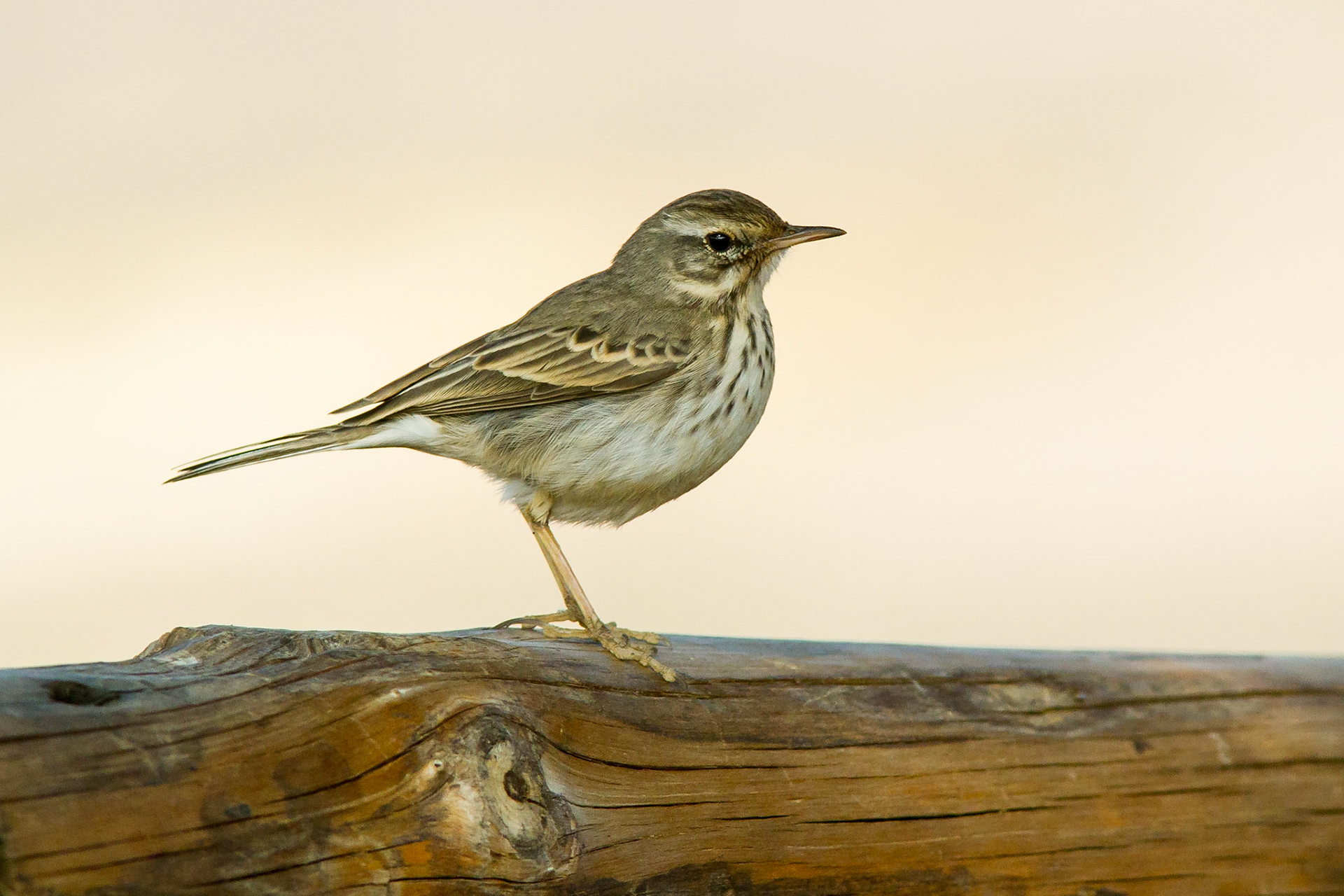 Kanariepiplärka / Berhelot's Pipit, Tenerife Spain 2012