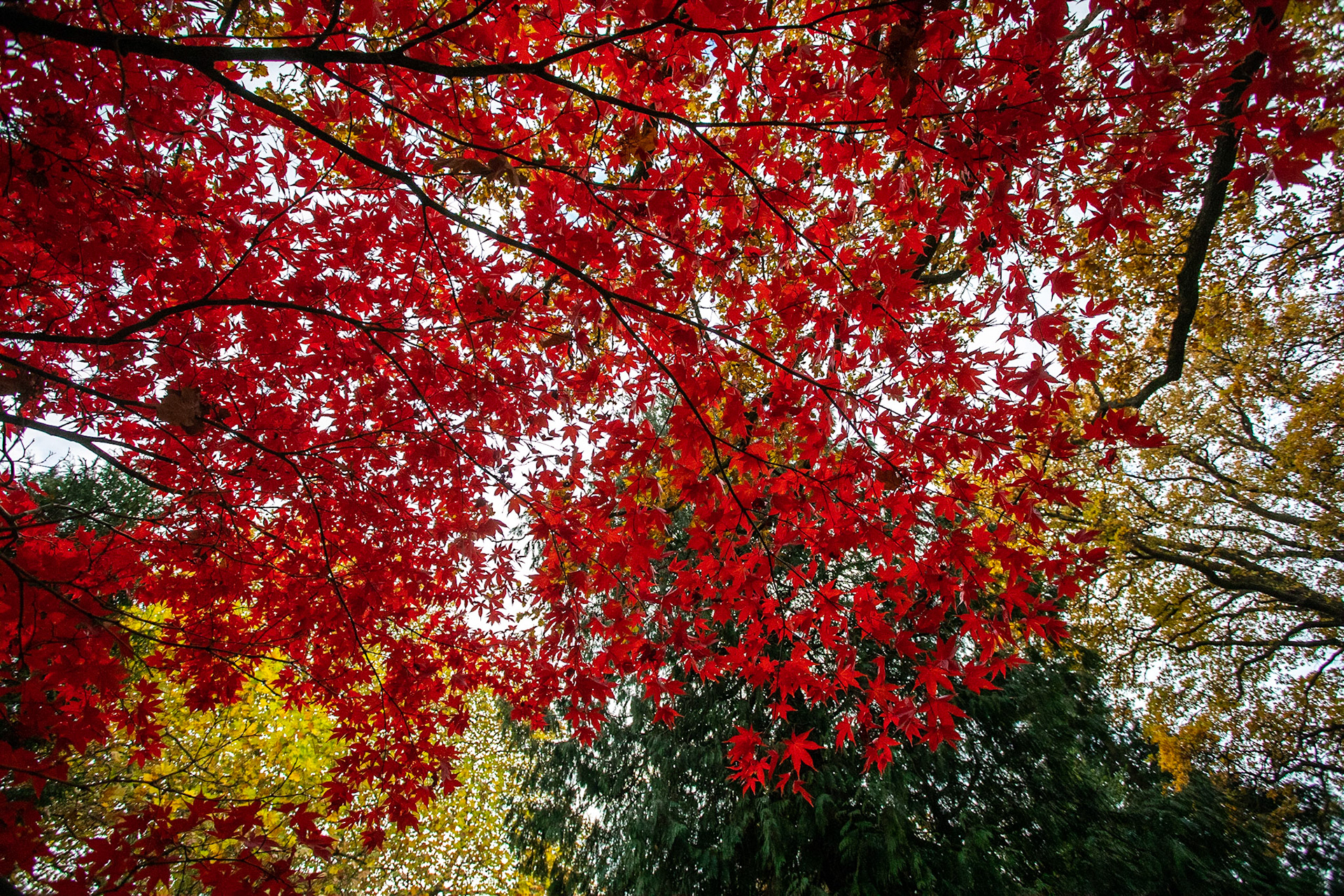 Höstfärger / Autumn colours, Alnarp 2018