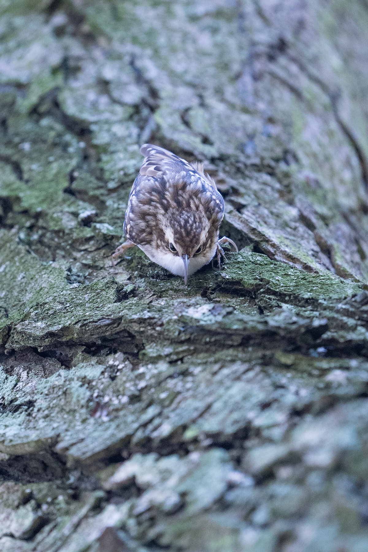 Trädgårdsträdkrypare / Short-toed Treecreeper, St Pauli kyrkogård 2022