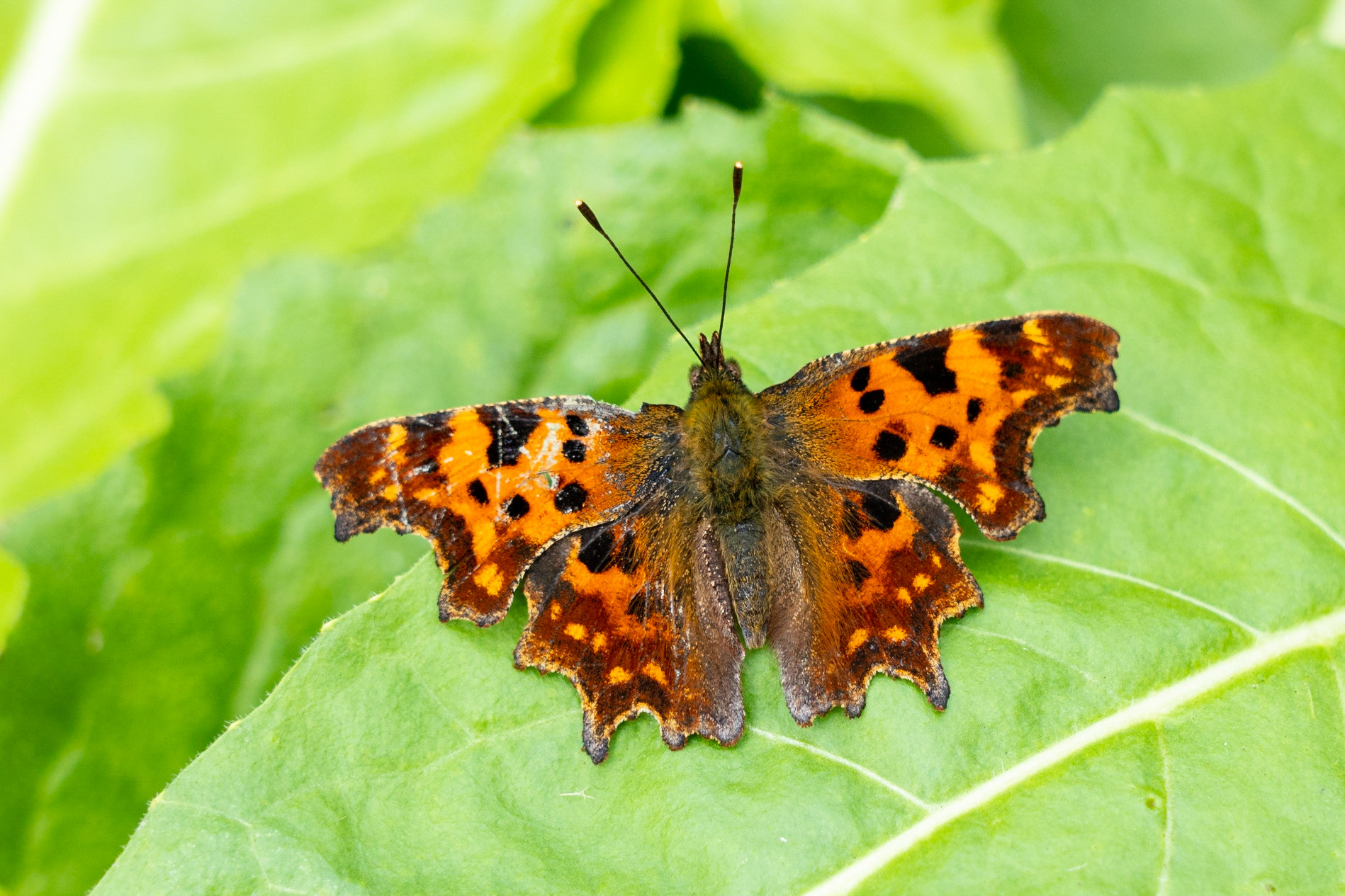 Vinbärsfuks / Comma, Örtofta 2021