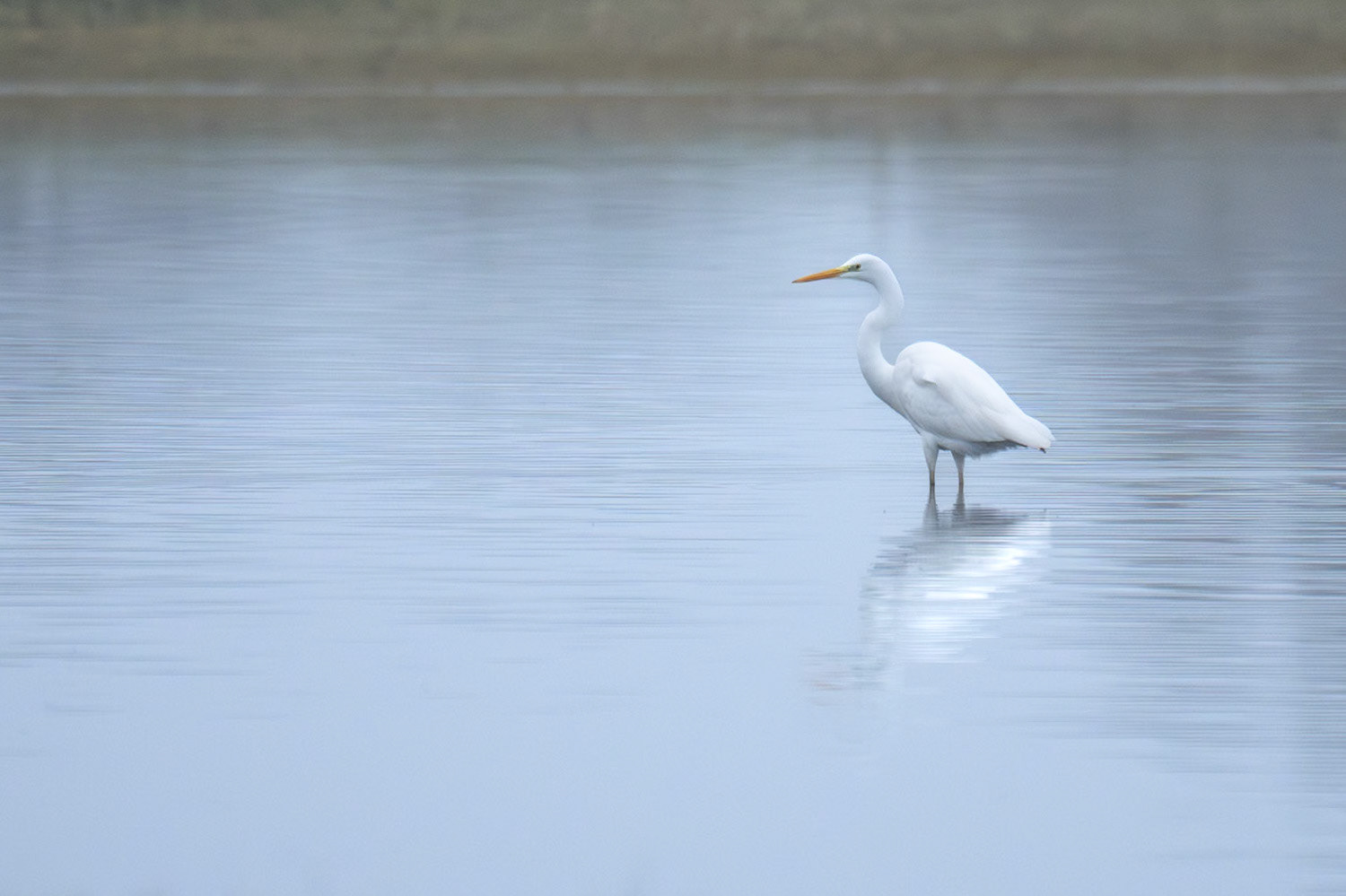 Ägretthäger / Great Egret, Stångbydammen 2025