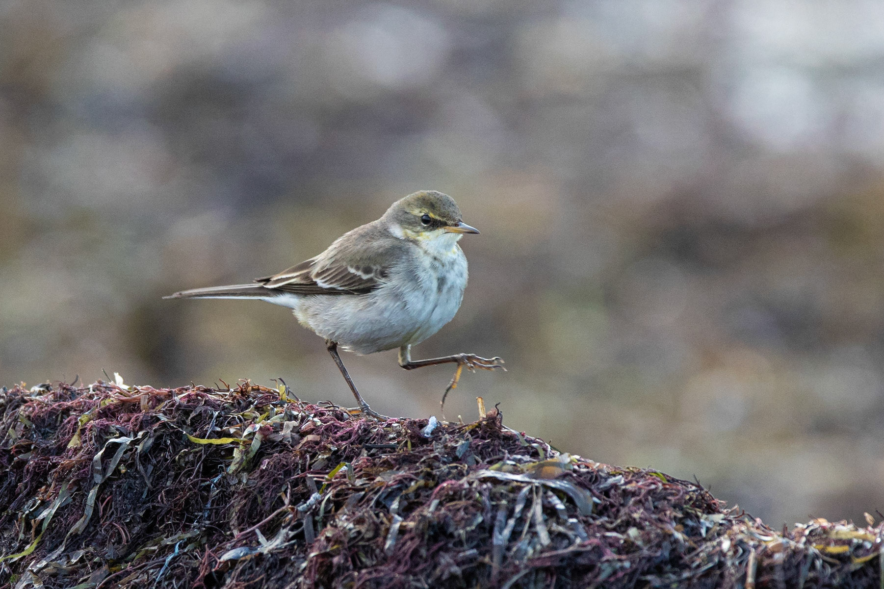 Östlig gulärla / Eastern Yellow Wagtail, Trelleborg 2020