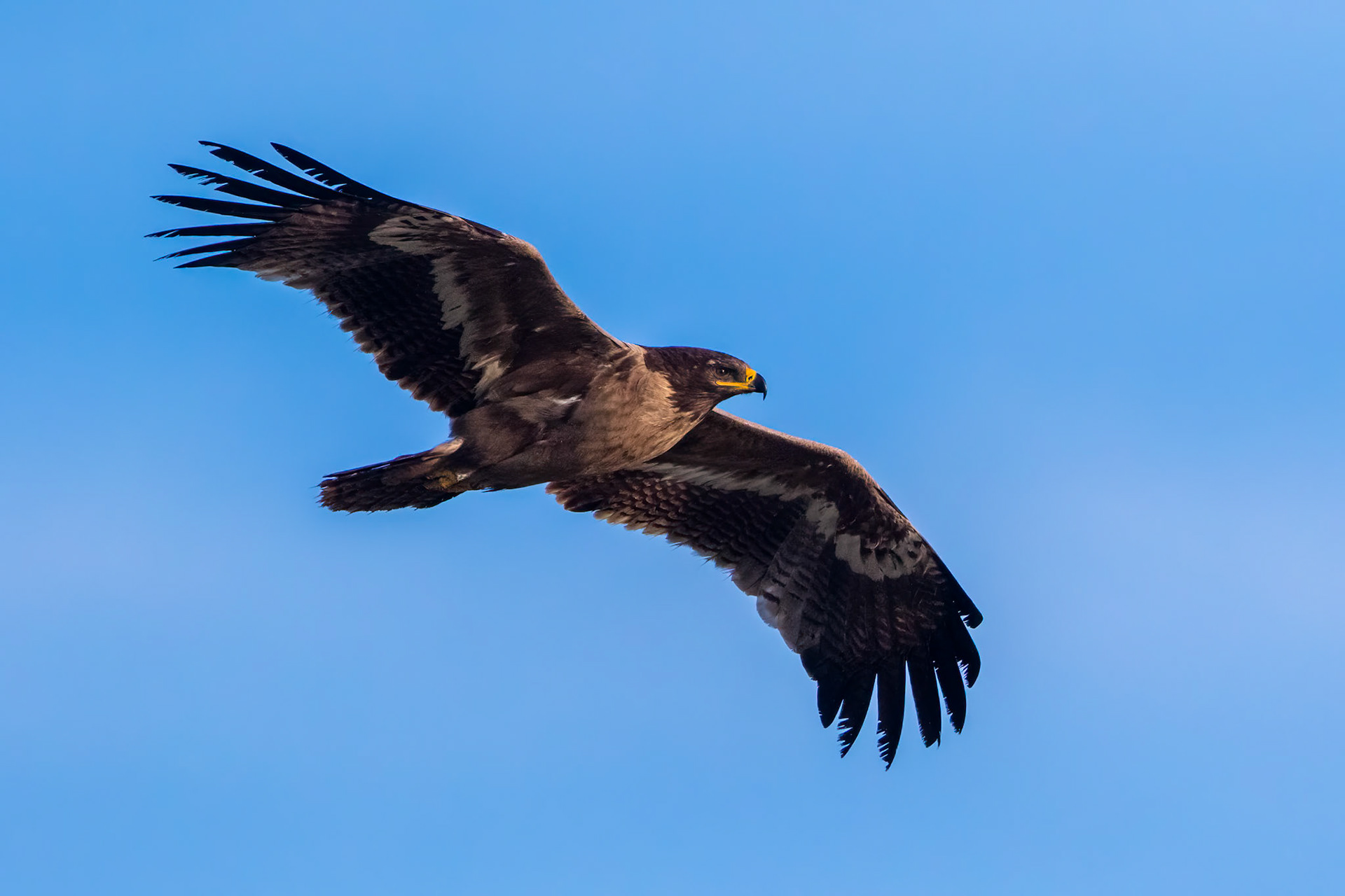 Stäppörn / Steppe Eagle, Sillesjö 2015