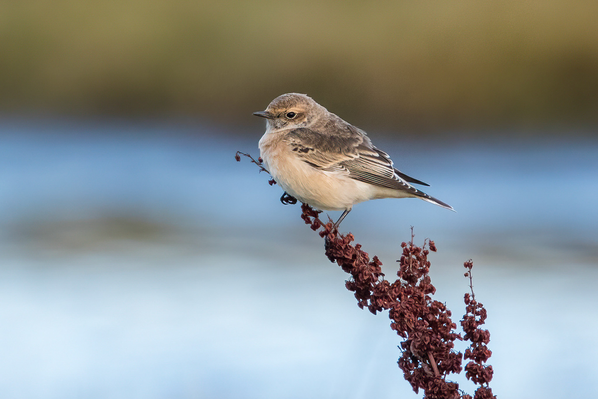 Nunnestenskvätta / Pied Wheatear, Skanör 2016
