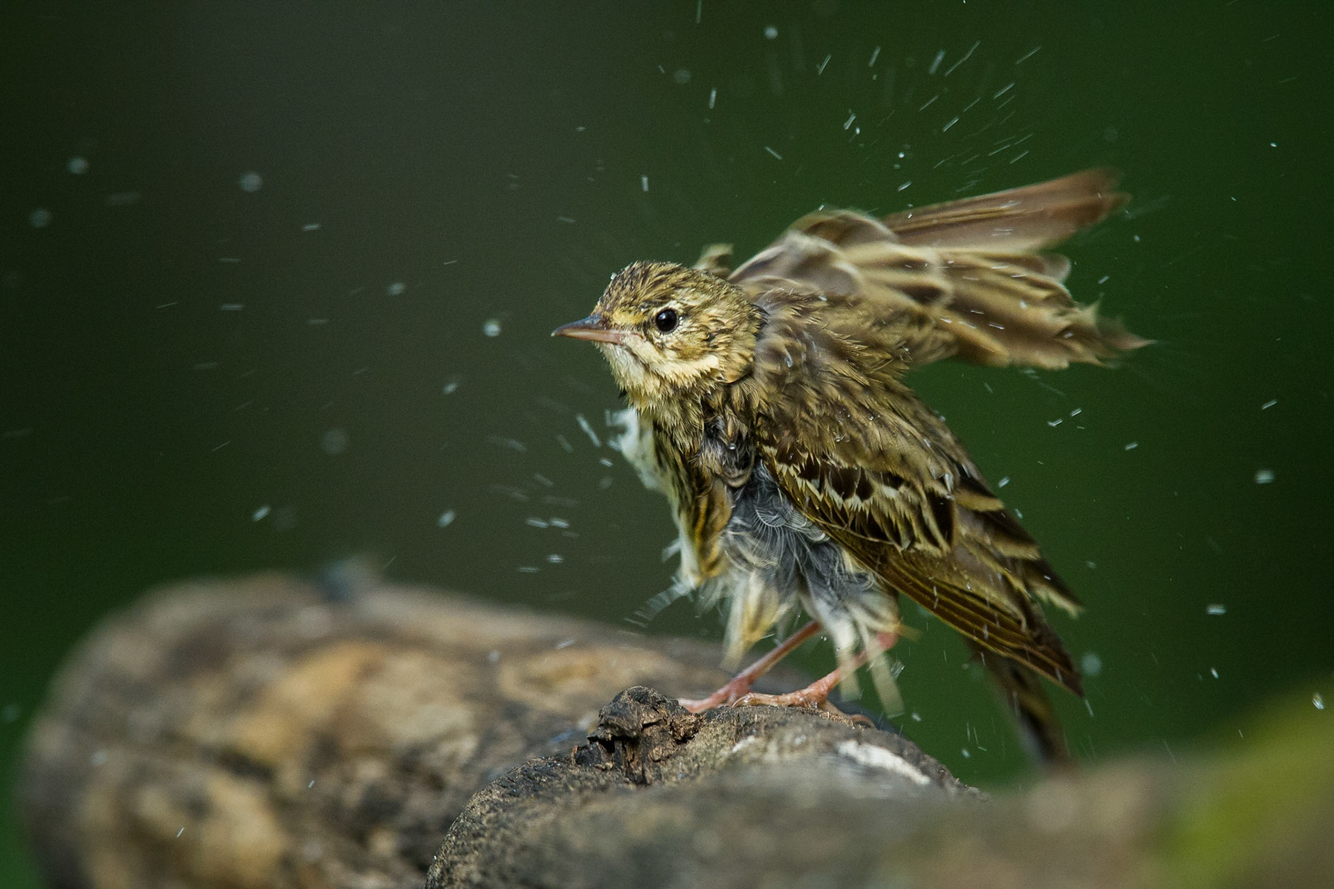 Trädpiplärka / Tree Pipit, Hungary 2013
