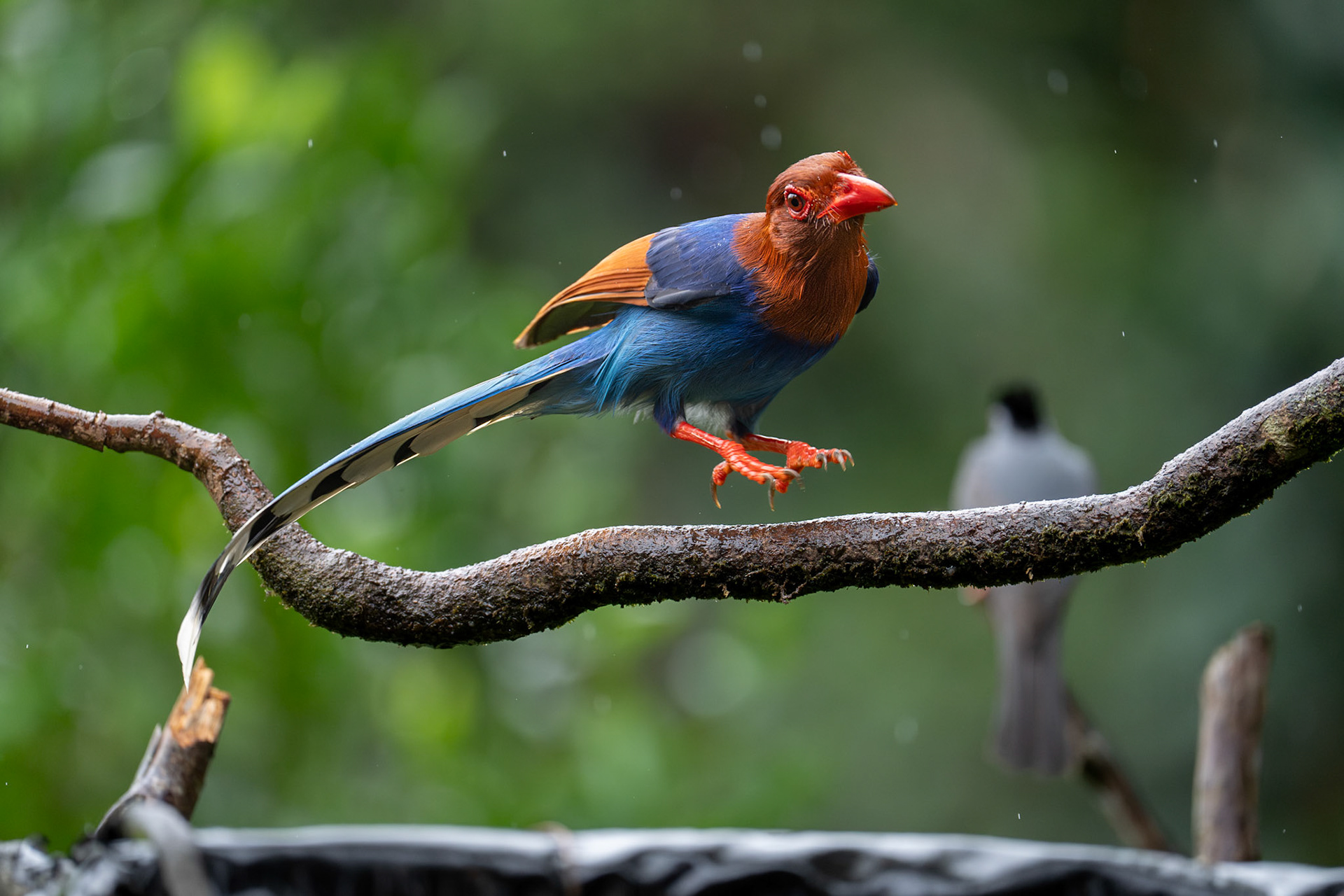 Sri Lanka Blue Magpie / Ceylonblåskata, Sinhiraja, Sri Lanka 2025