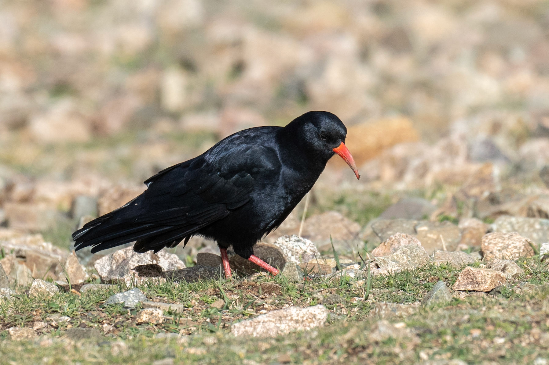 Red-billed Chough / Alpkråka, Oukaïmeden Morocco 2024