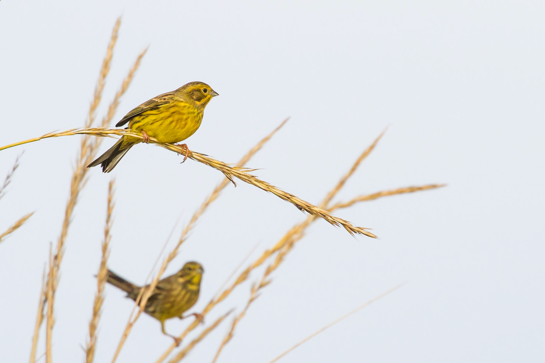 Gulsparv / Yellowhammer, Båstad 2011