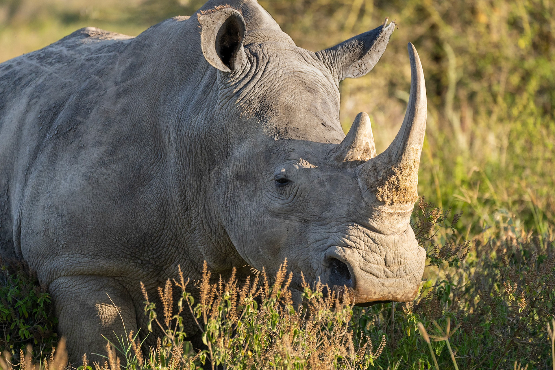 White Rhinoceros / Trubbnoshörning, Lake Nakuru Kenya 2022