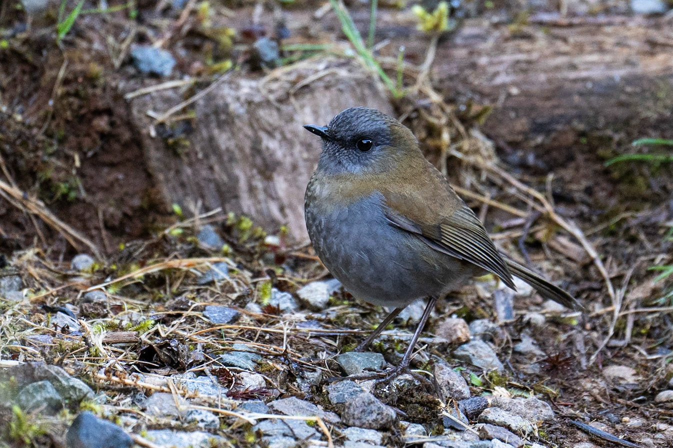Black-billed Nightingale-Thrush / Svartnäbbad skogstrast, Paraiso del Quetzal Lodge, Costa Rica 2024