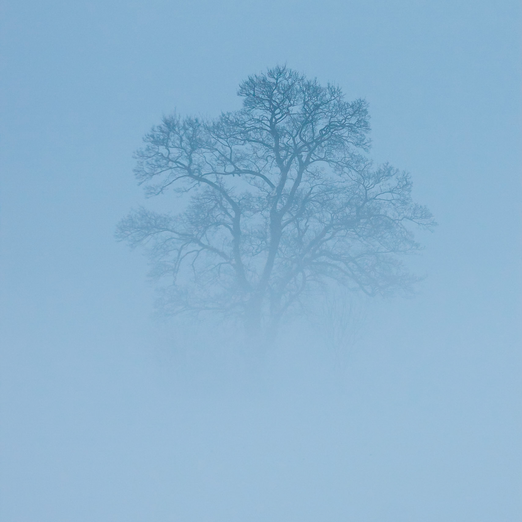 Träd i dimma / Trees in fog, Vallkärra 2010