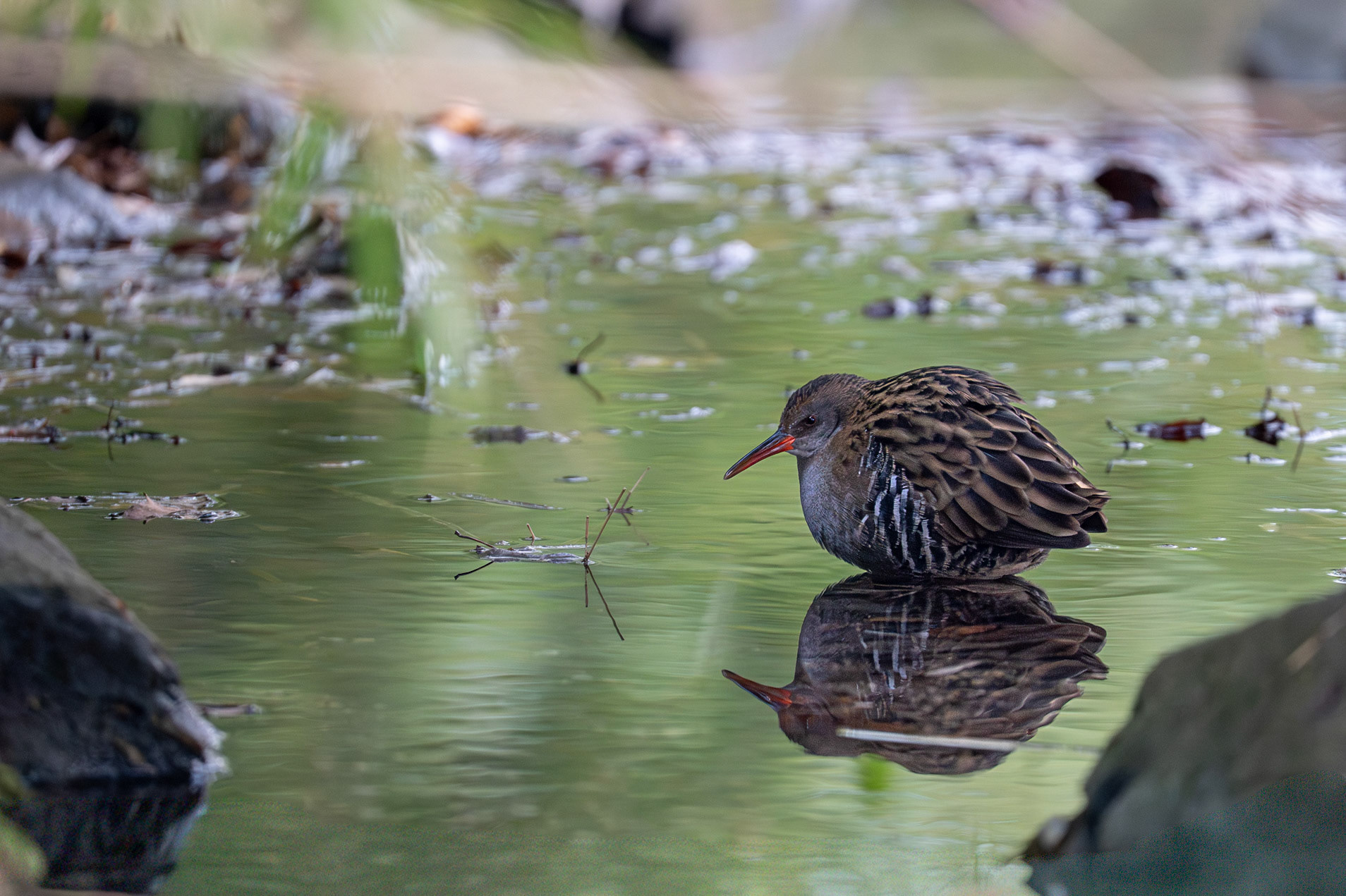 Vattenrall / Water Rail, Slottsparken Malmö 2026