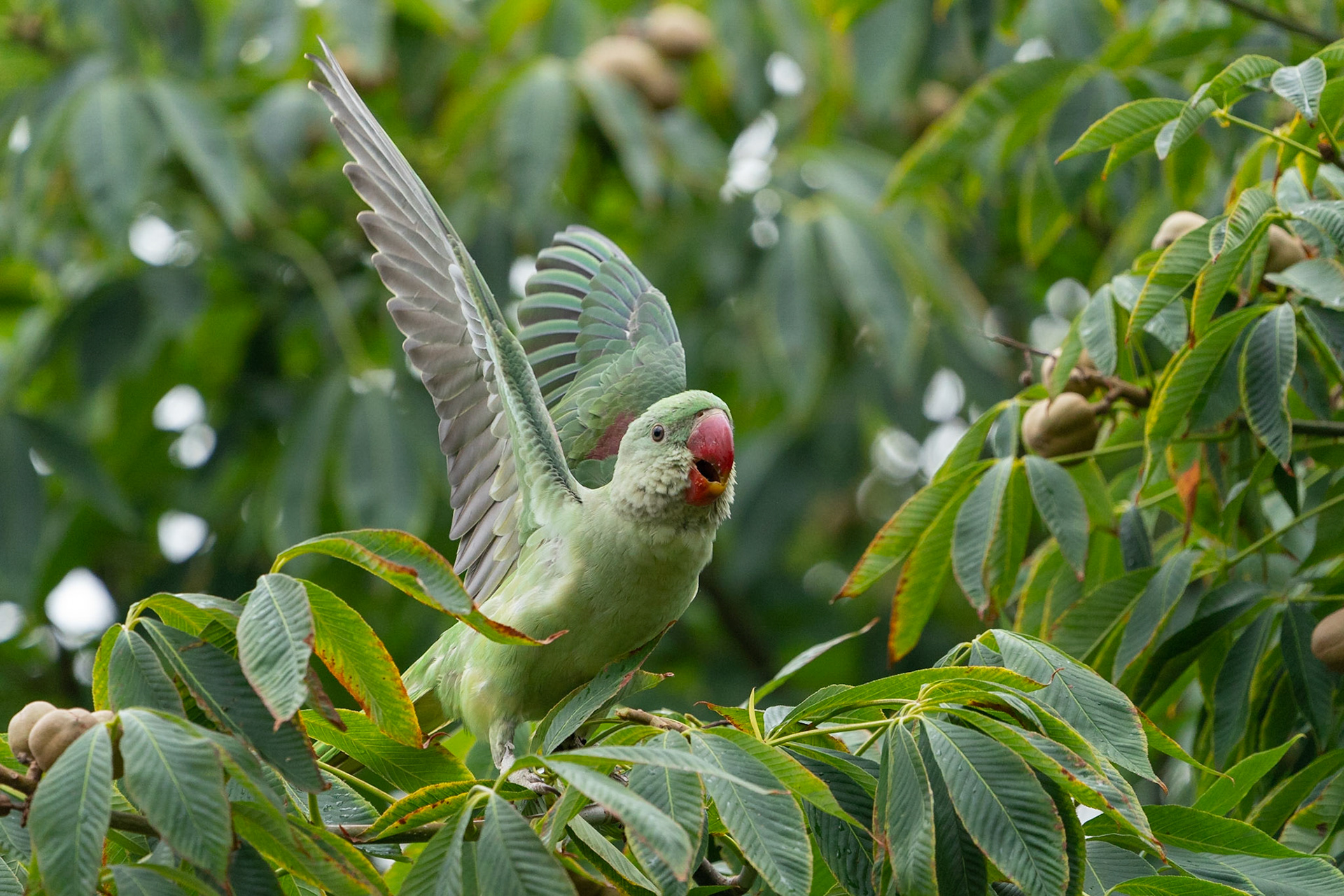 Alexanderparakit / Alexandrine Parakeet, Vondelpark Amsterdam 2022