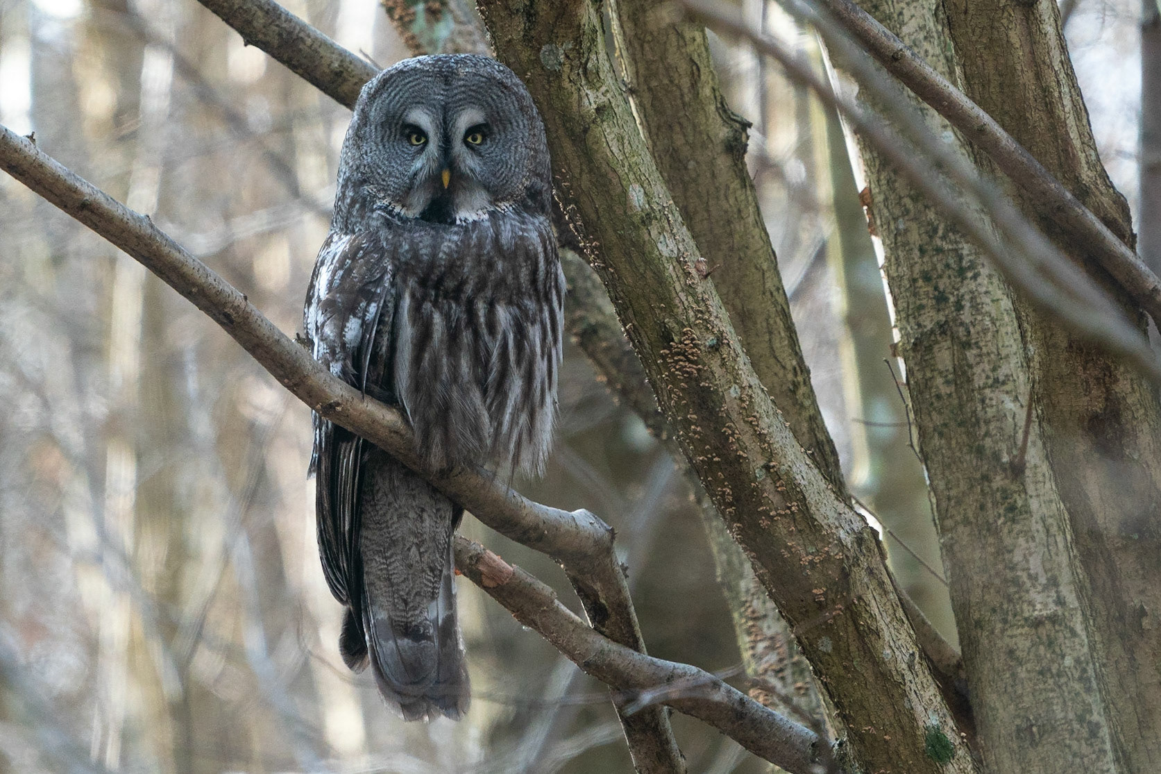 Lappuggla / Great Grey Owl, Almåsa Malmö 2022