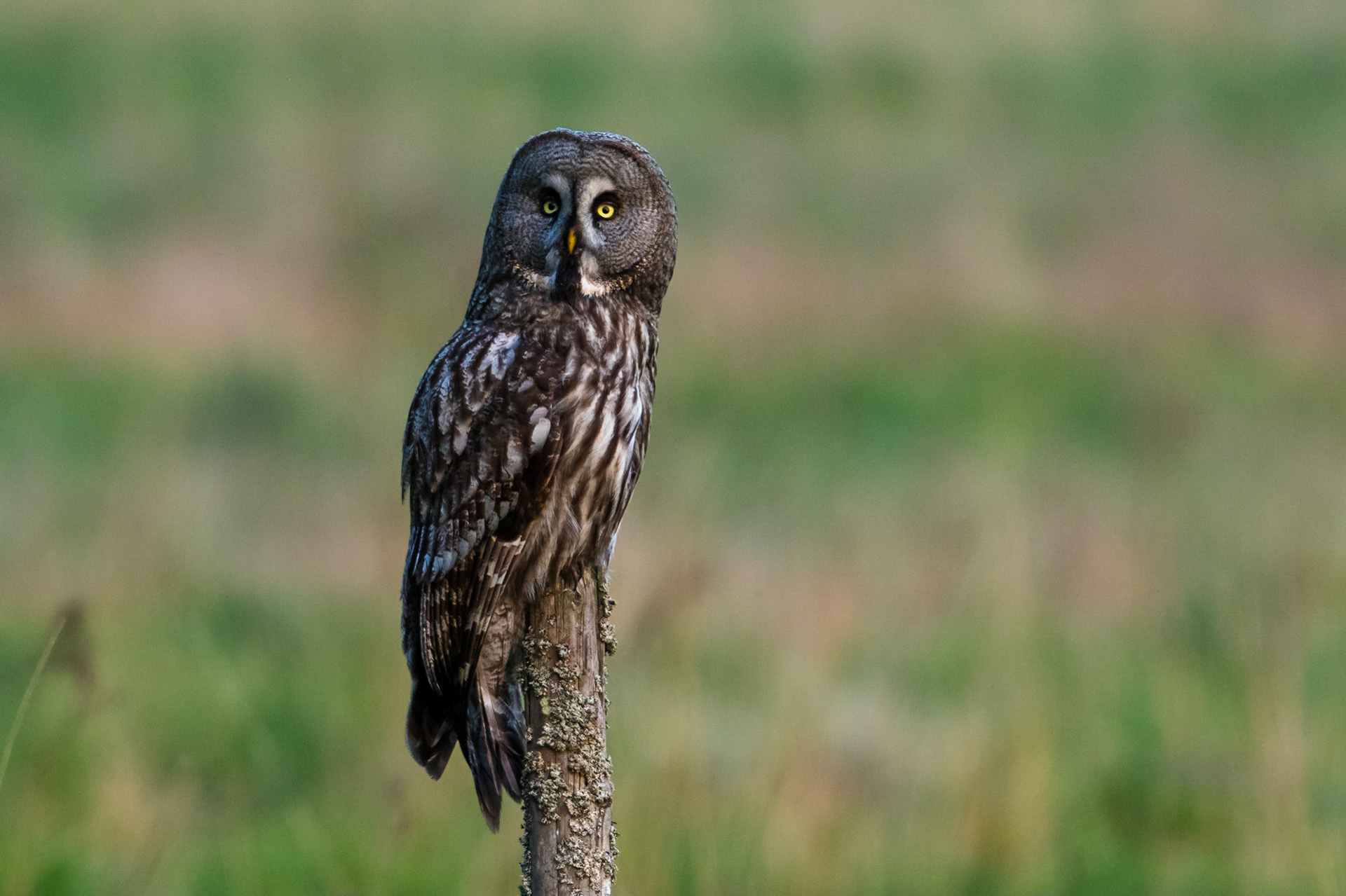 Lappuggla / Great Grey Owl, Västmanland 2016