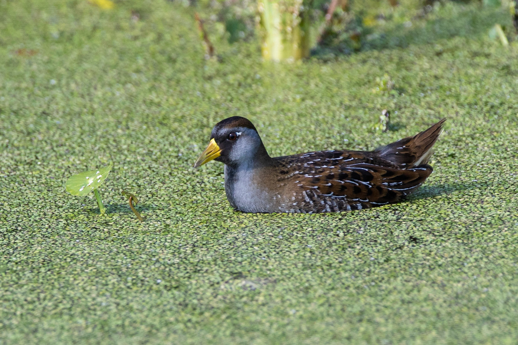 Karolinasumphöna / Sora, Peaceful Water Sanctuary, Florida USA 2019