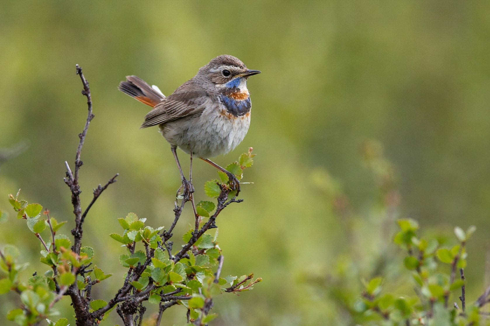 Blåhake / Bluethroat, Abisko nationalpark 2018.