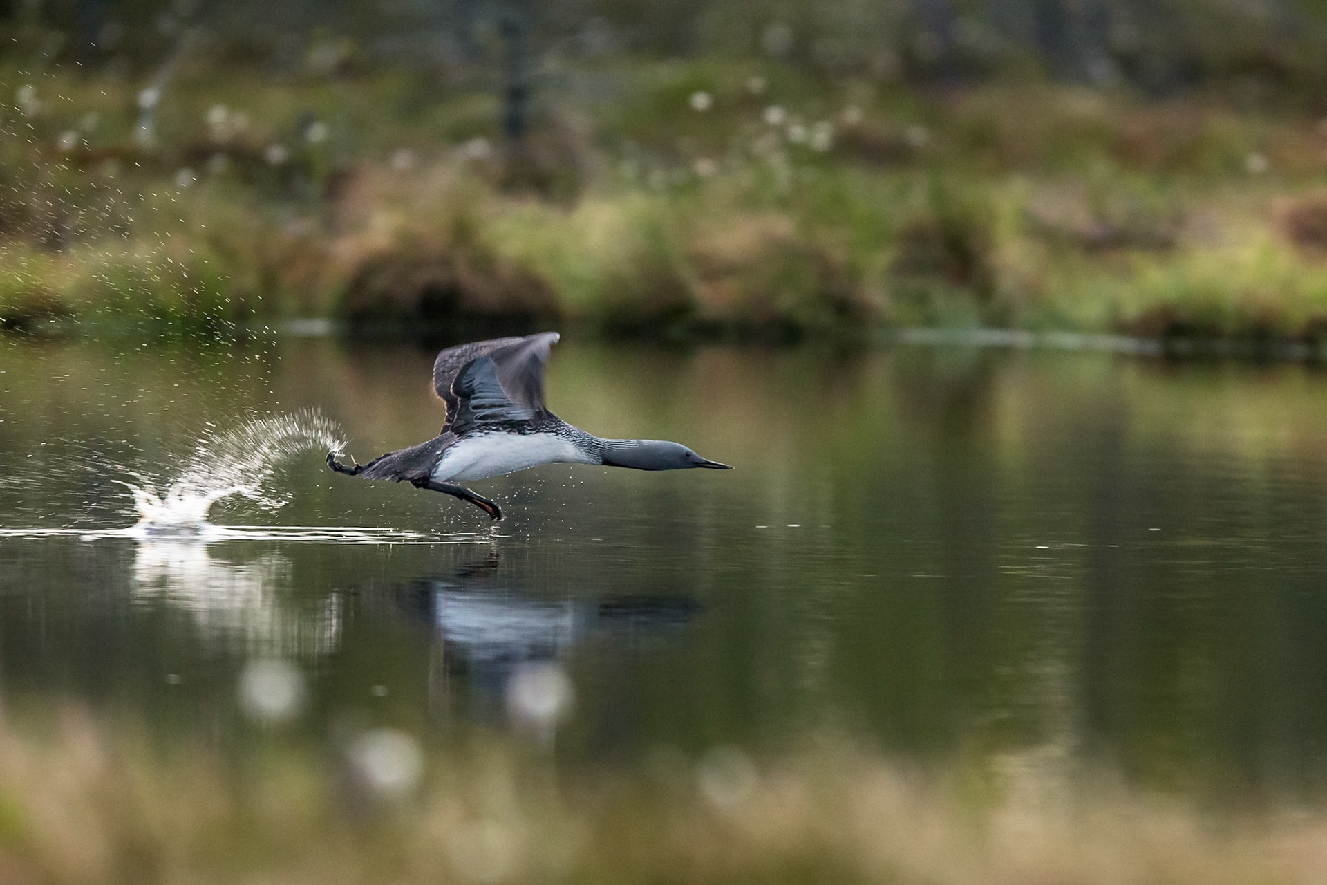 Smålom / Red-throated Diver, Knuthöjdsmossen 2016